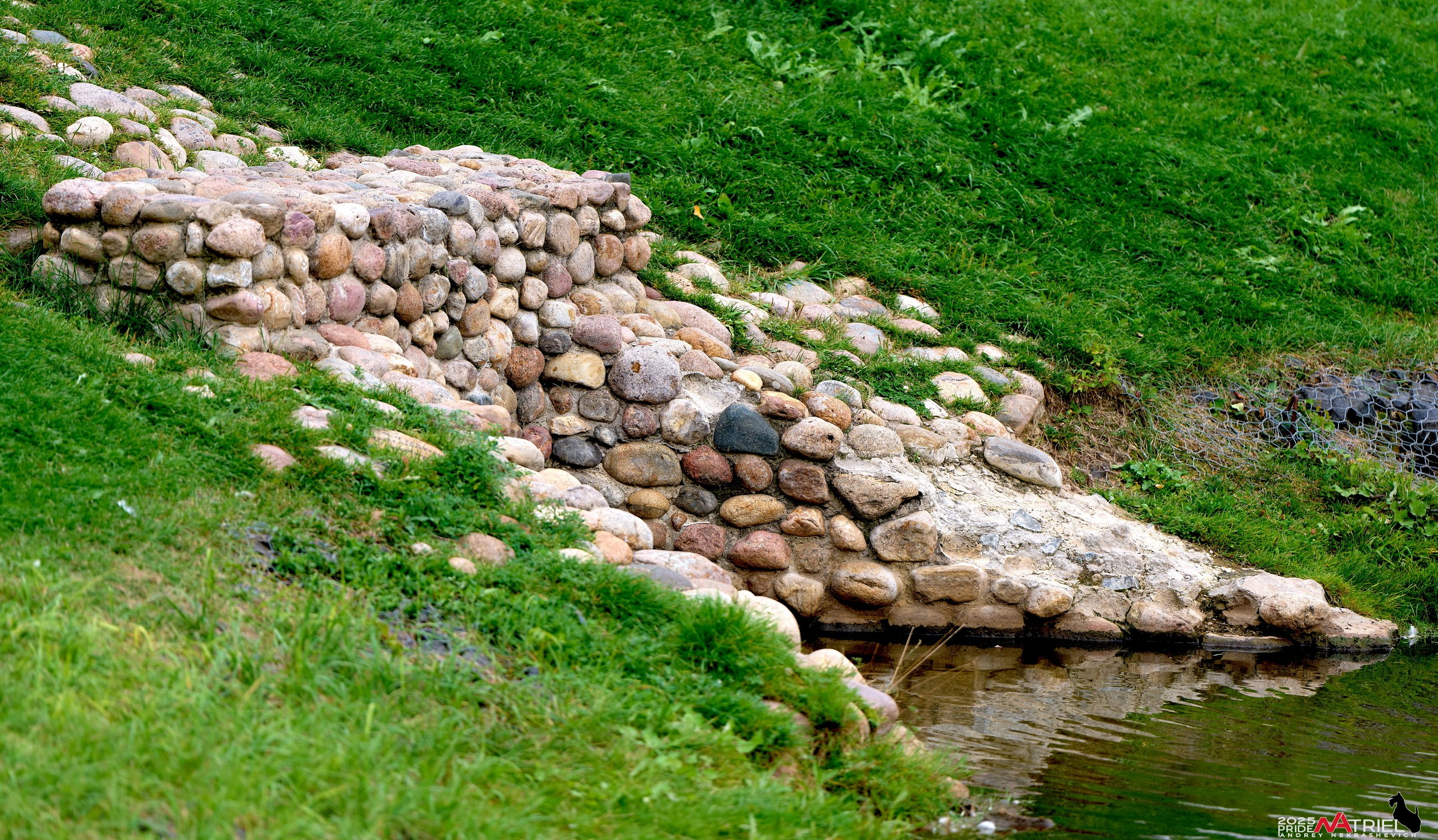 Утки на пруду