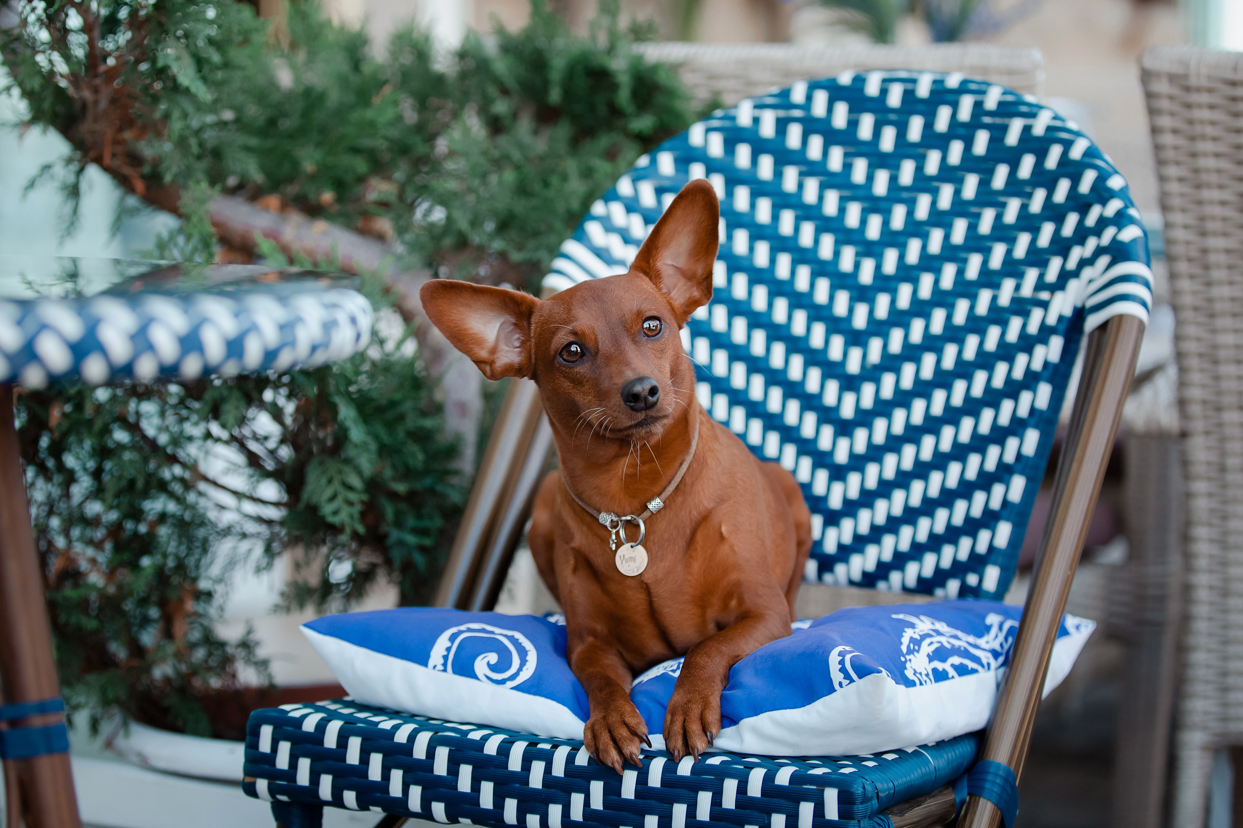 Цвергпинчер в Геленджике. Фотограф-анималист в Краснодаре Маша Мельникова