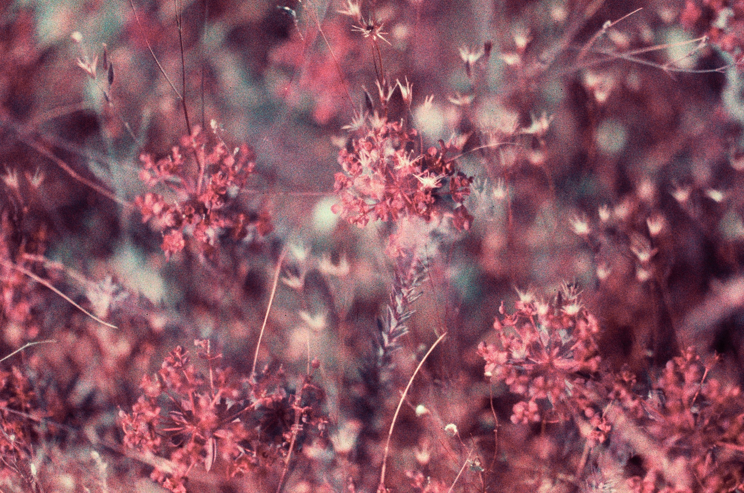 Dig it // ukraine, crimea X. EVER EXPOSED