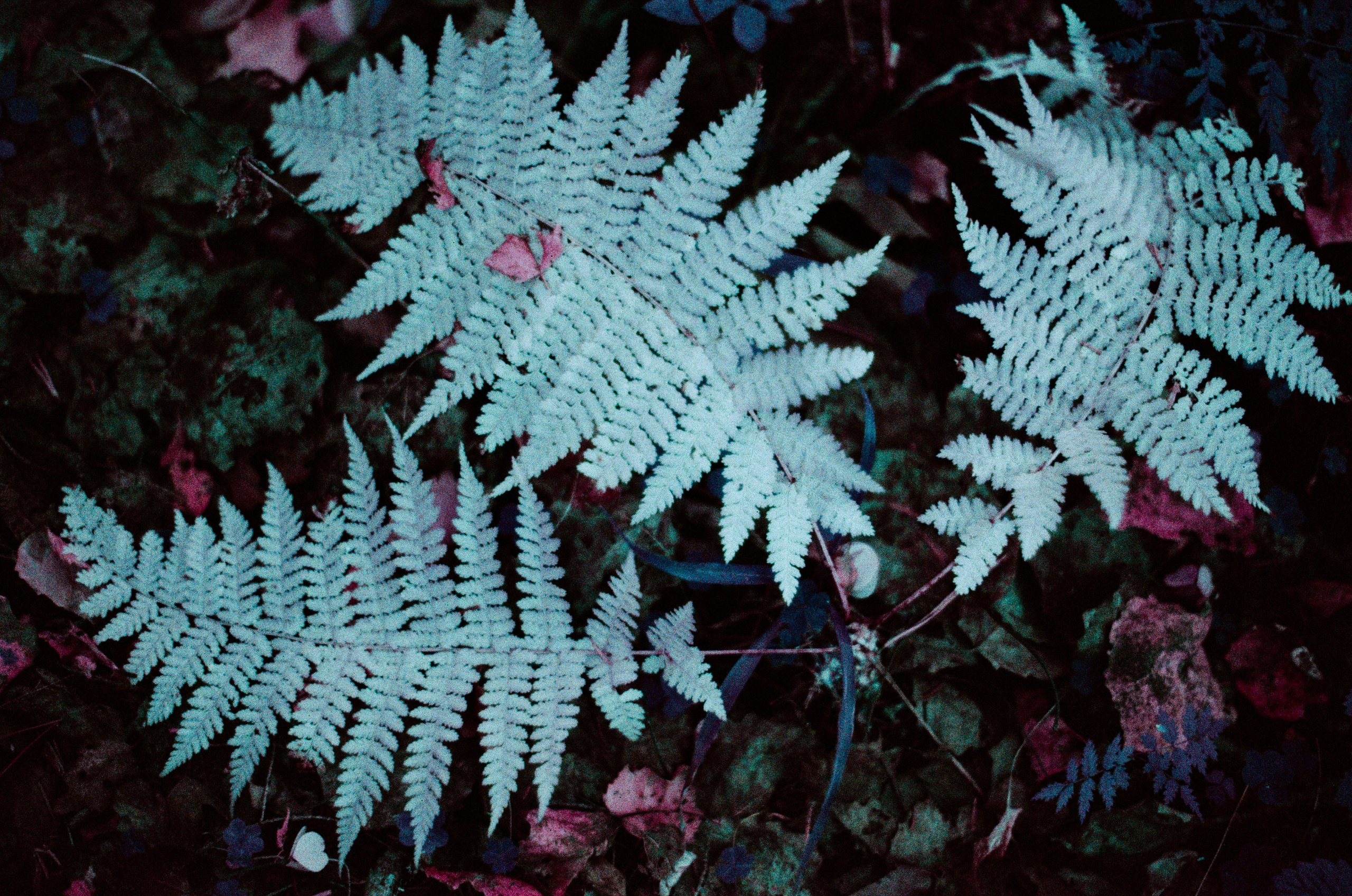 Purple overdose III. EVER EXPOSED