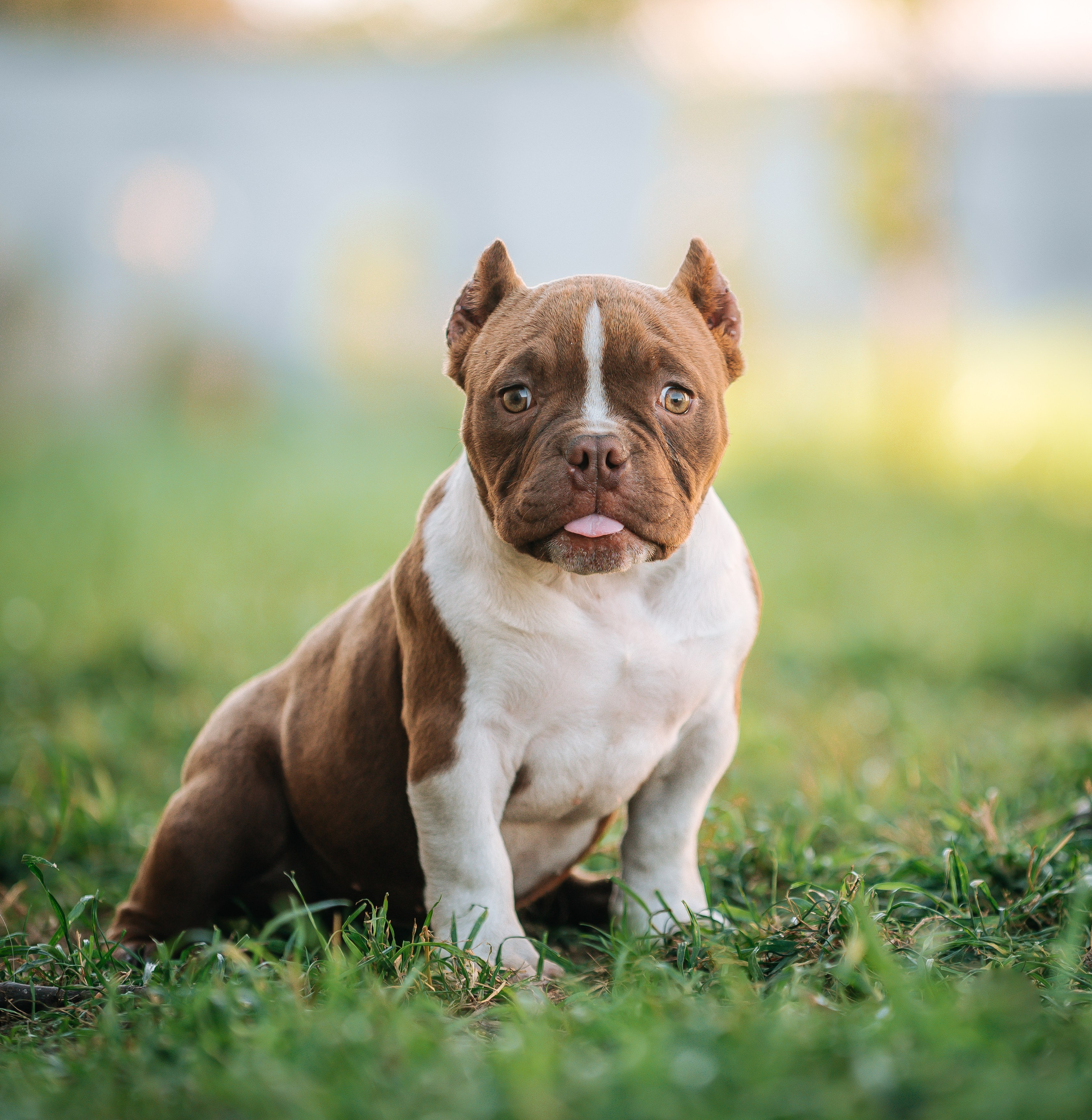 Американский булли щенки. Главная