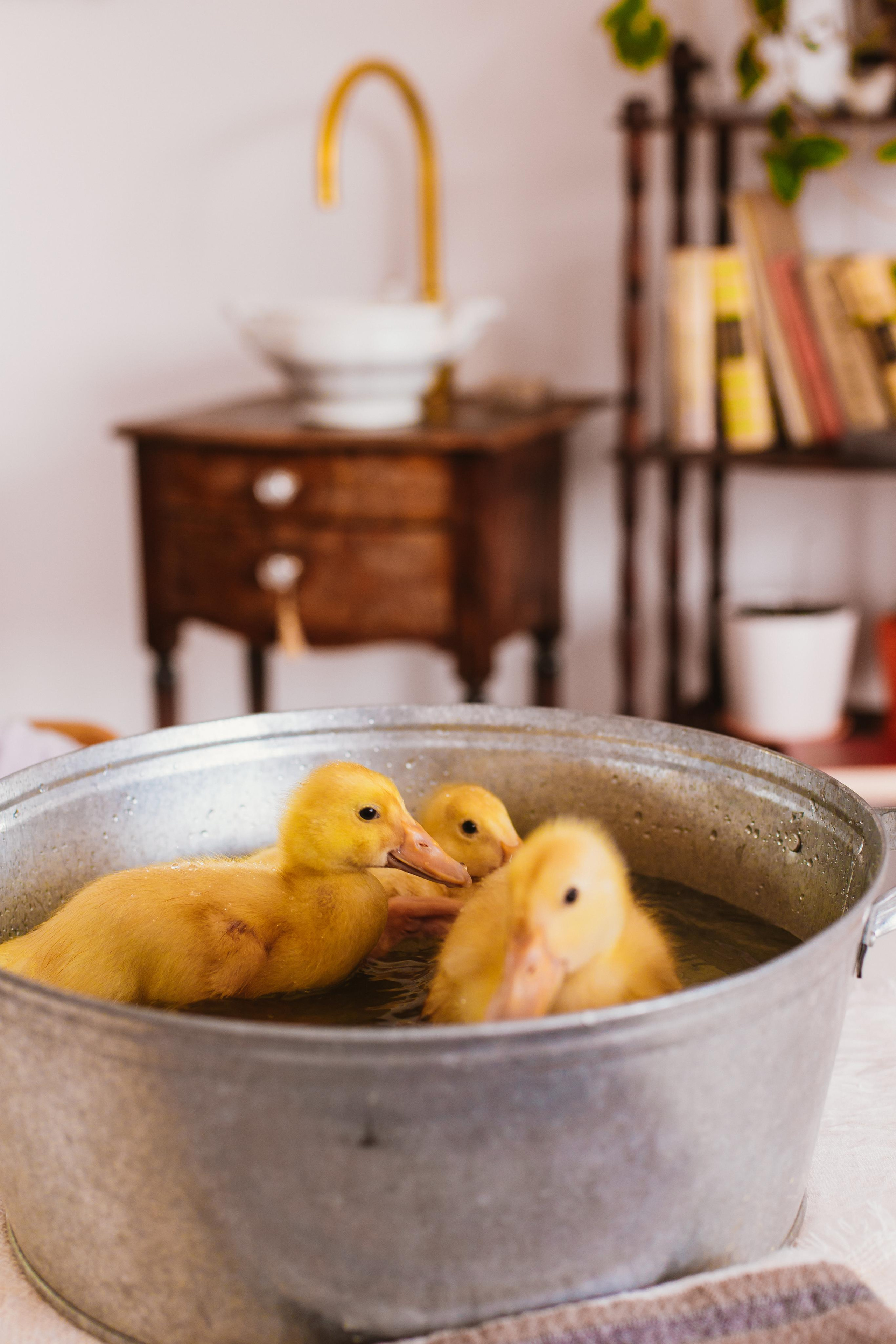 Утята. Креатор Ольга Яш