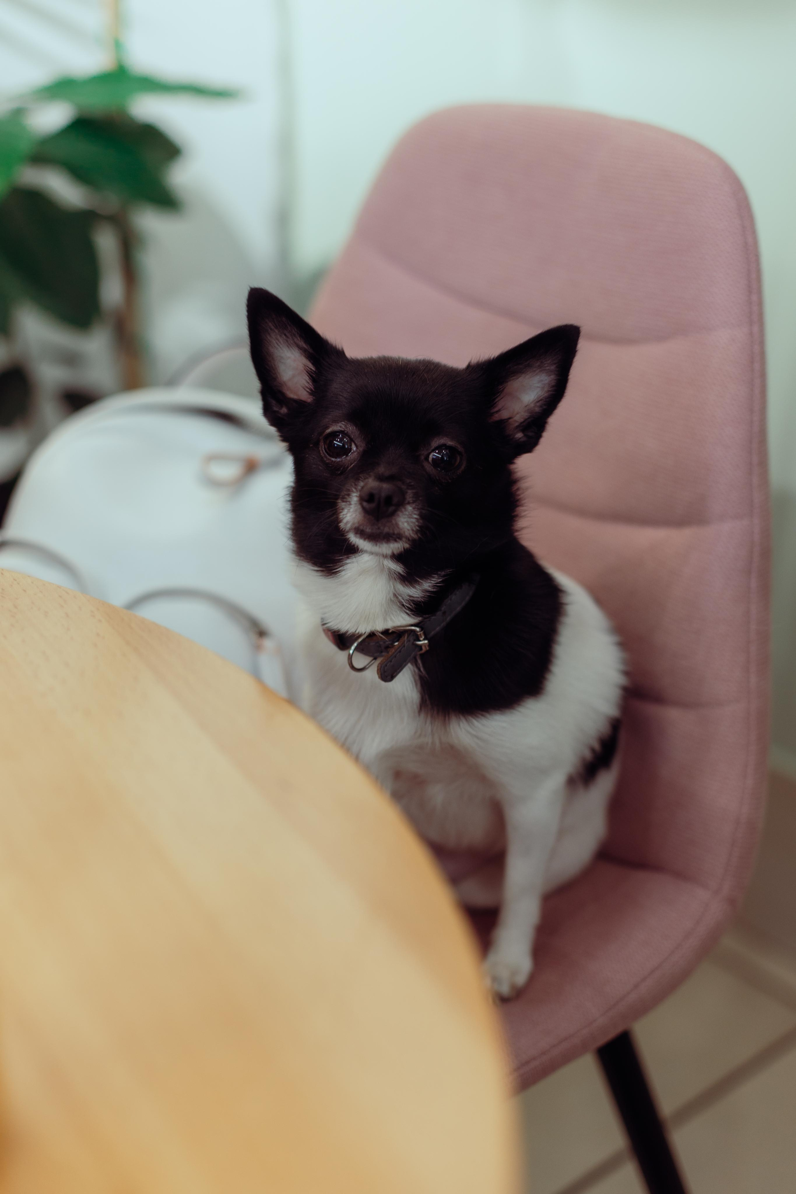 Завтрак у Тиффани. Креатор Ольга Яш