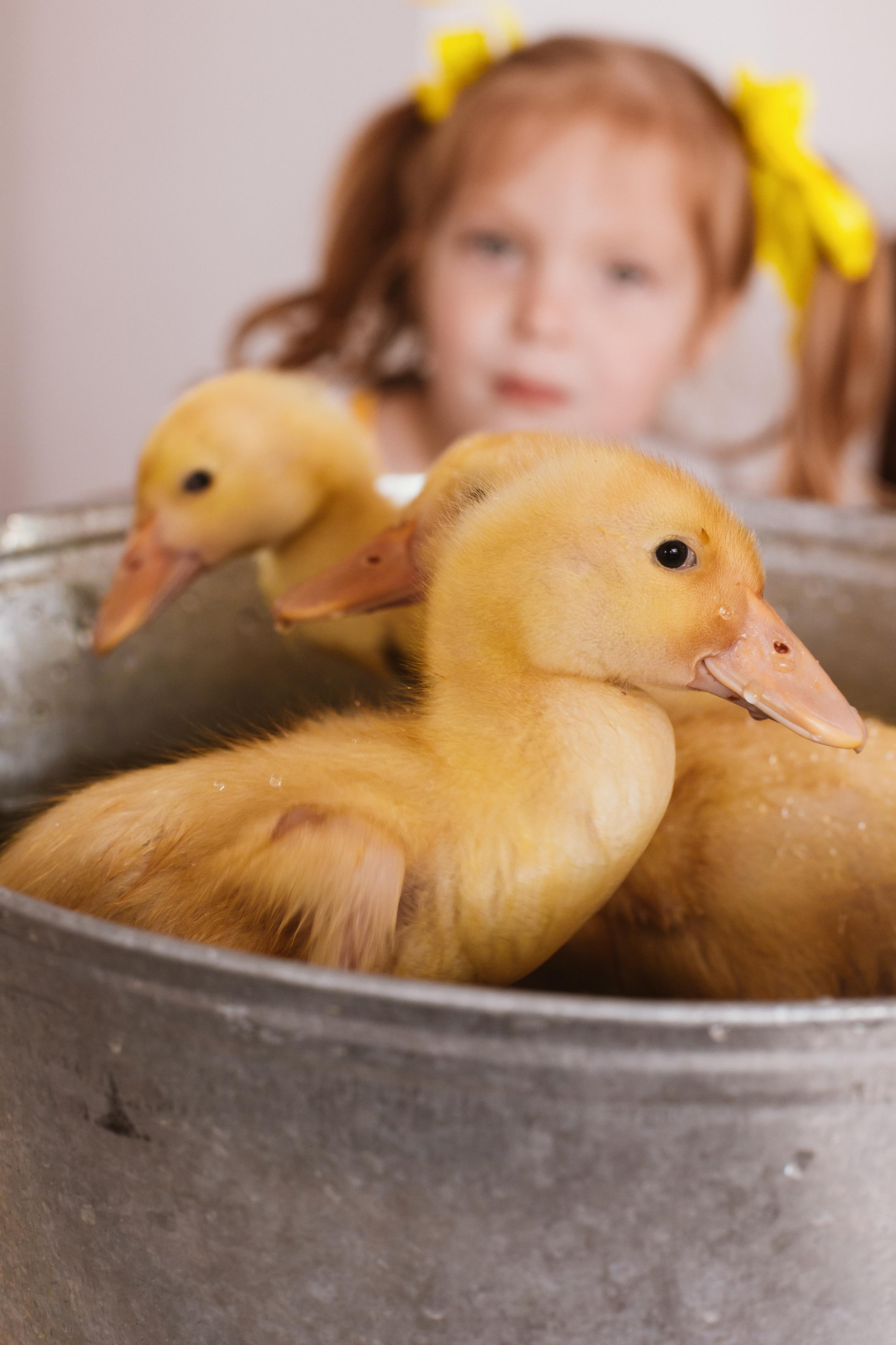 Утята. Креатор Ольга Яш