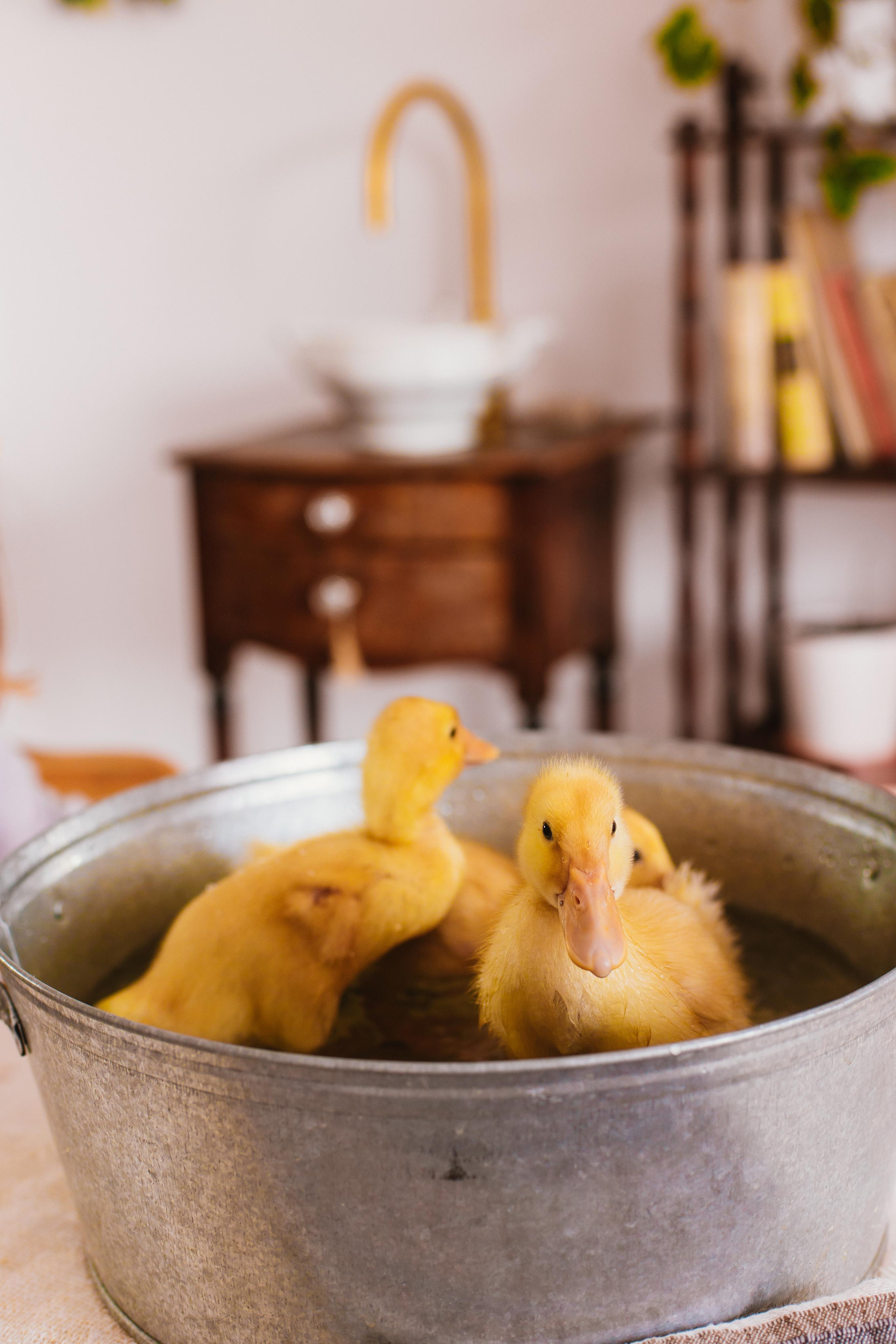 Весна и утята. Креатор Ольга Яш