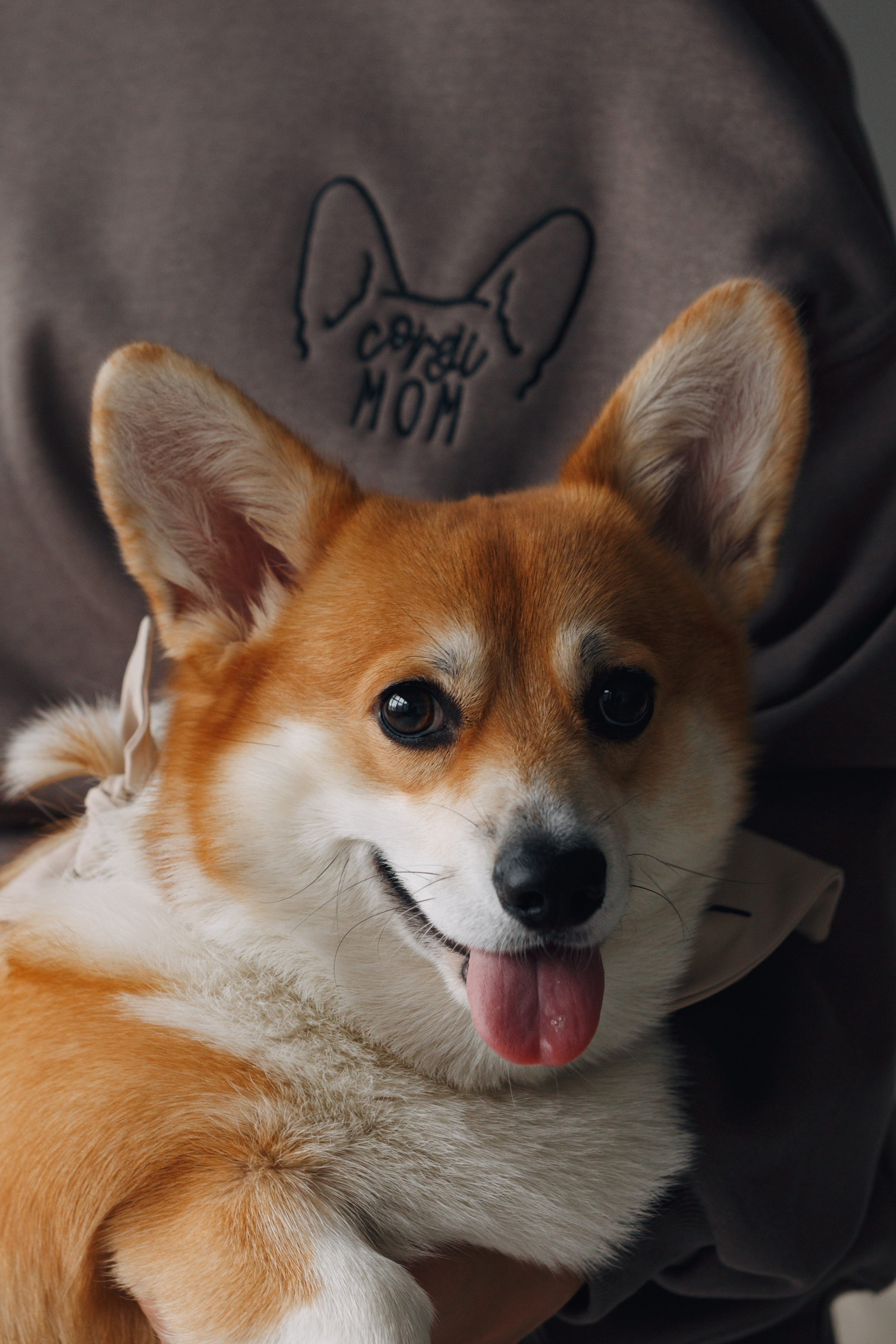 Wag'n'tails аксессуары для животных. Фотограф анималист Кристина Карпова, Москва