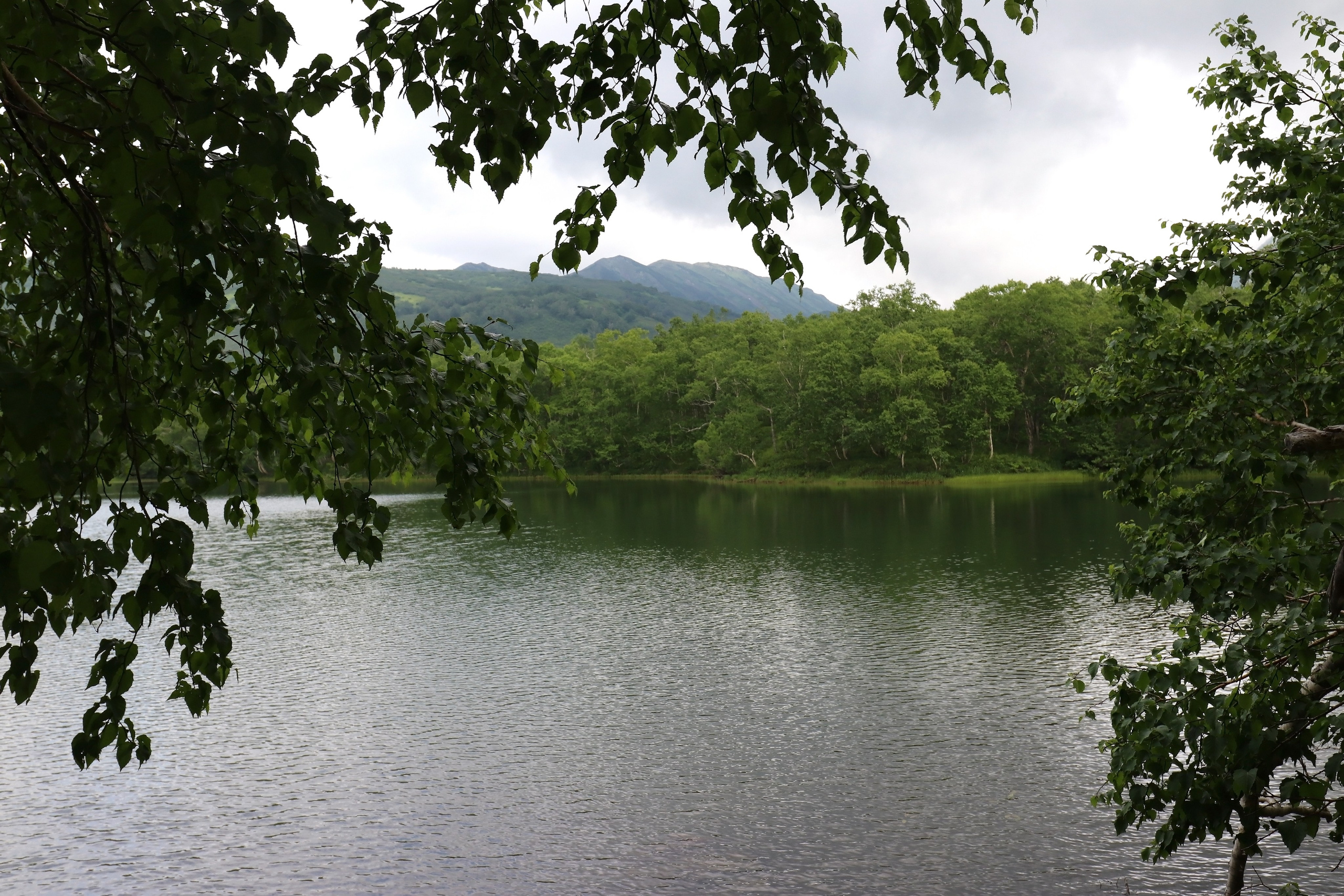 Камчатка и о. Парамушир. Июль 2024. Путешественник-фотограф из Санкт-Петербурга Татьяна Свистулина
