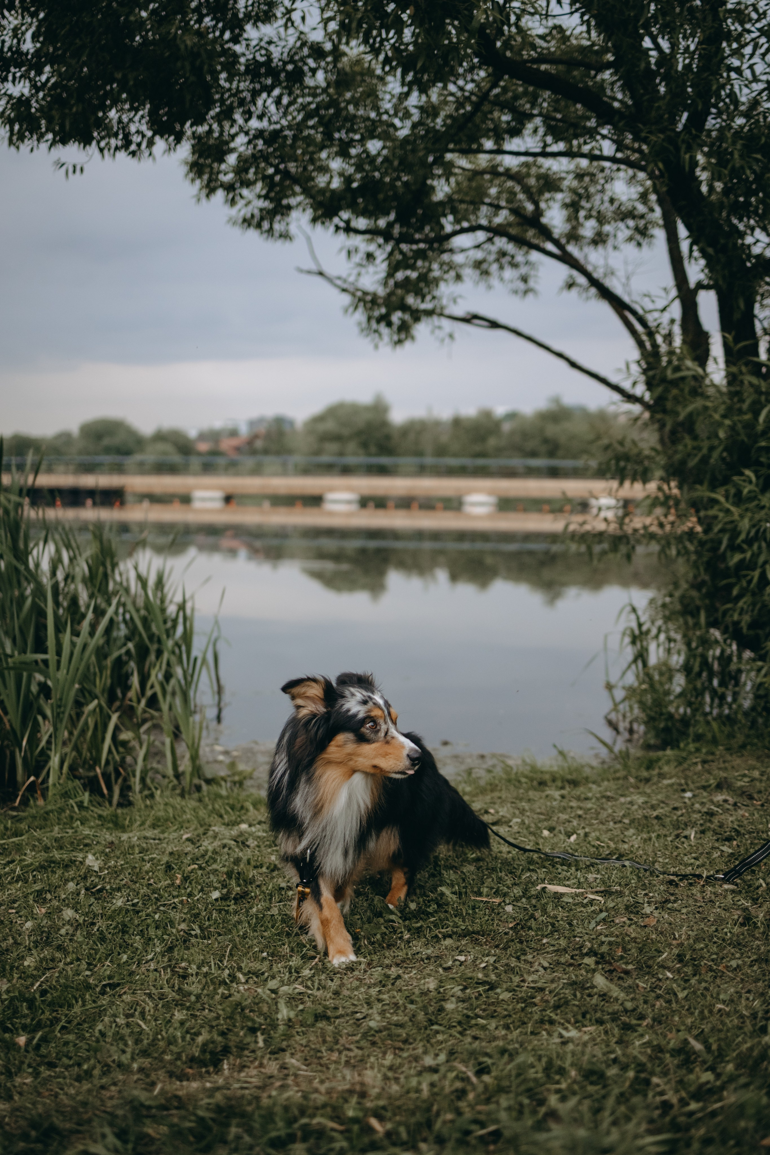 Настя, Никита и их Гром и Мяу. Фотограф — Анималист | Санкт-Петербург