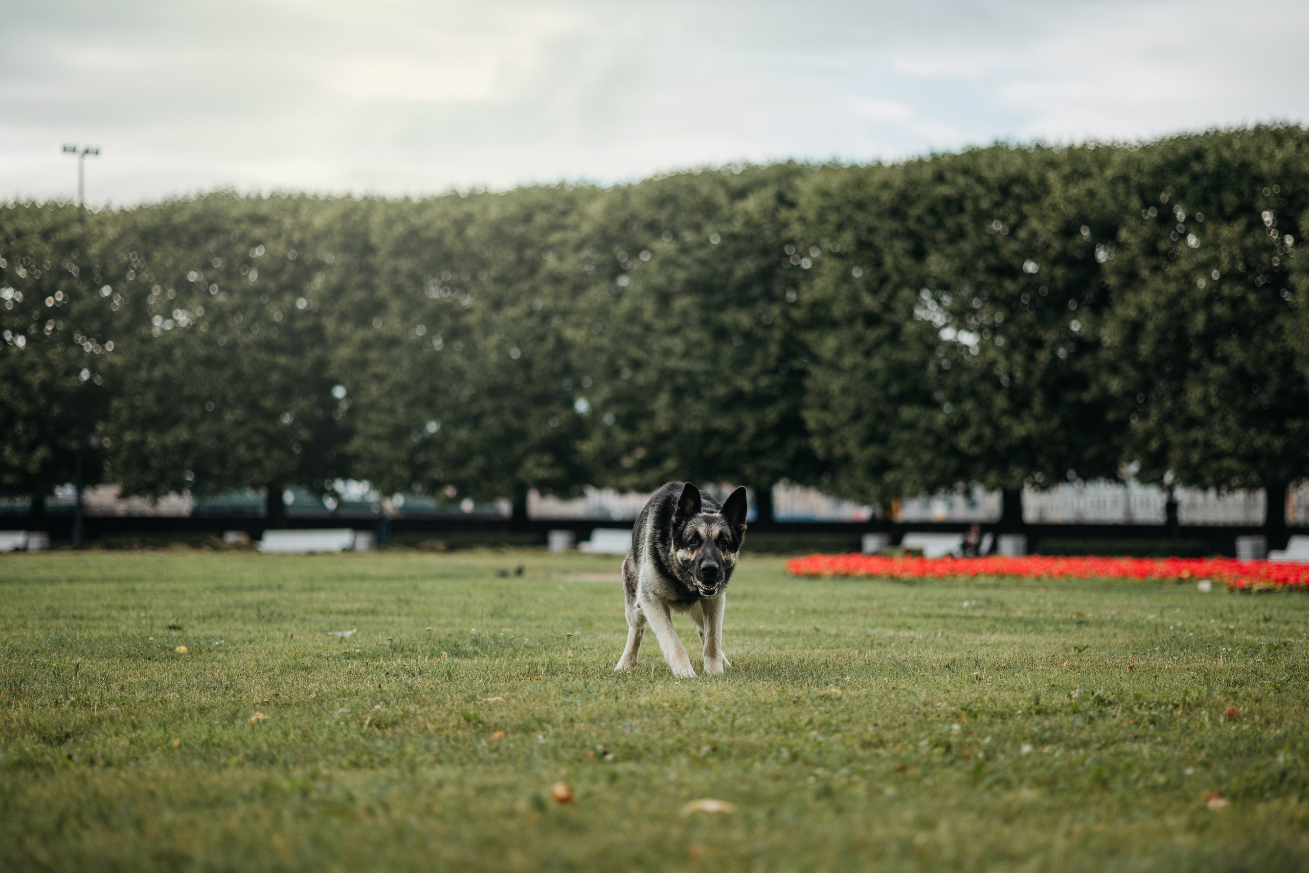 Рей и Ксения. Фотограф — Анималист | Санкт-Петербург