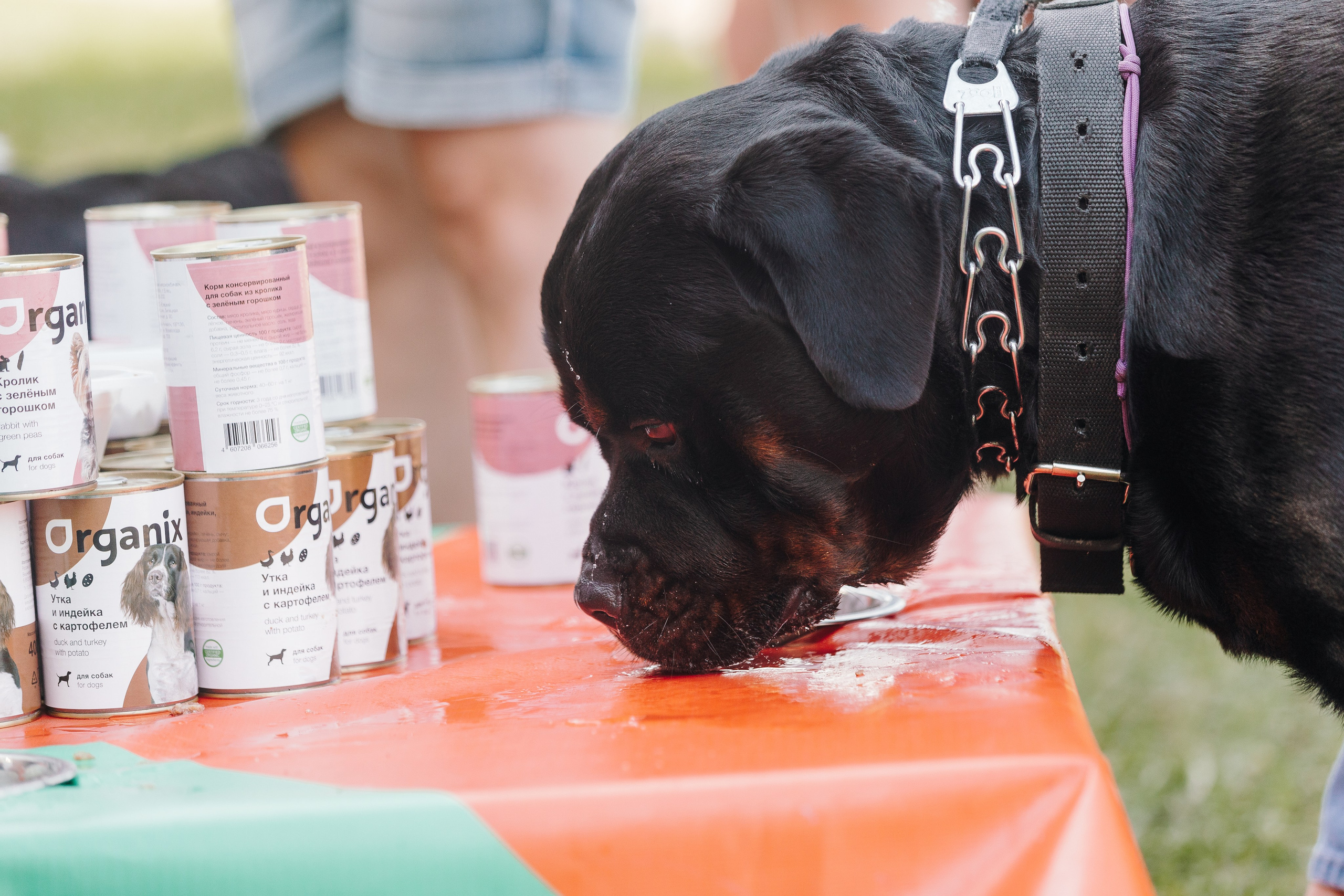 Petshop Sup day. Фотограф анималист Кристина Карпова, Москва