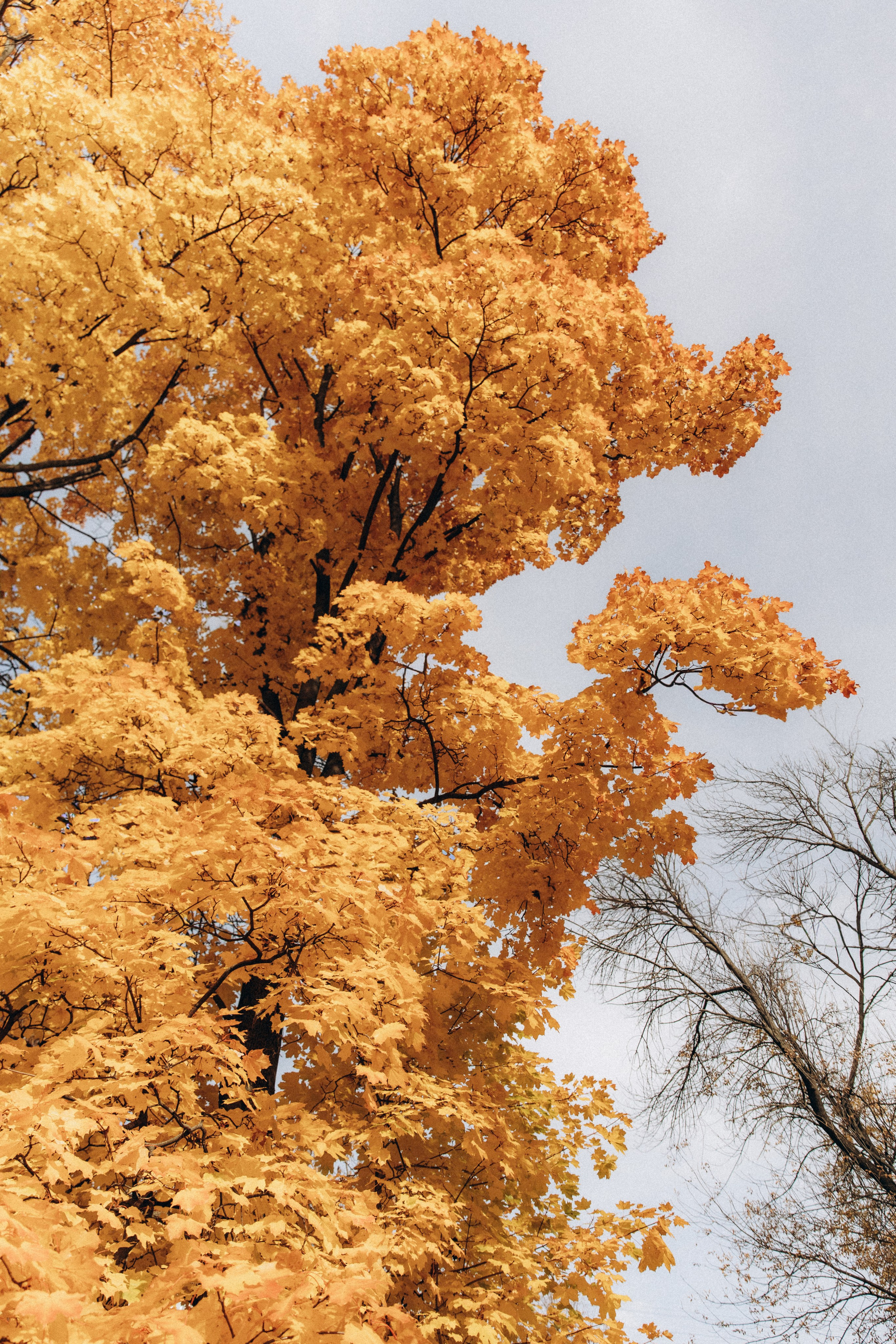 Карина и Клара. Фотограф в Нижнем Новгороде Воробьева Анжела