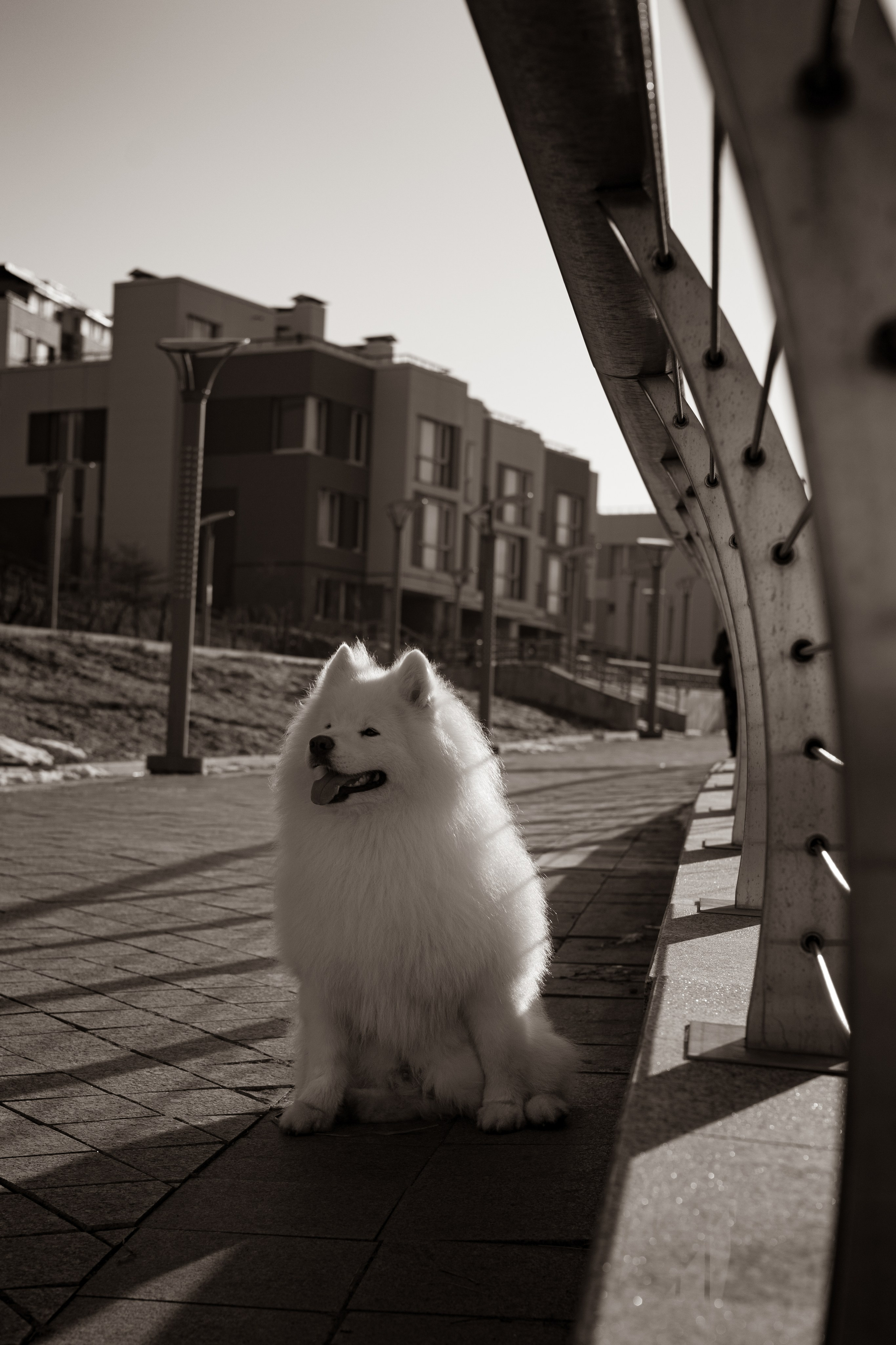 Полина и Вирчик. Фотограф — анималист Владивосток, Алина