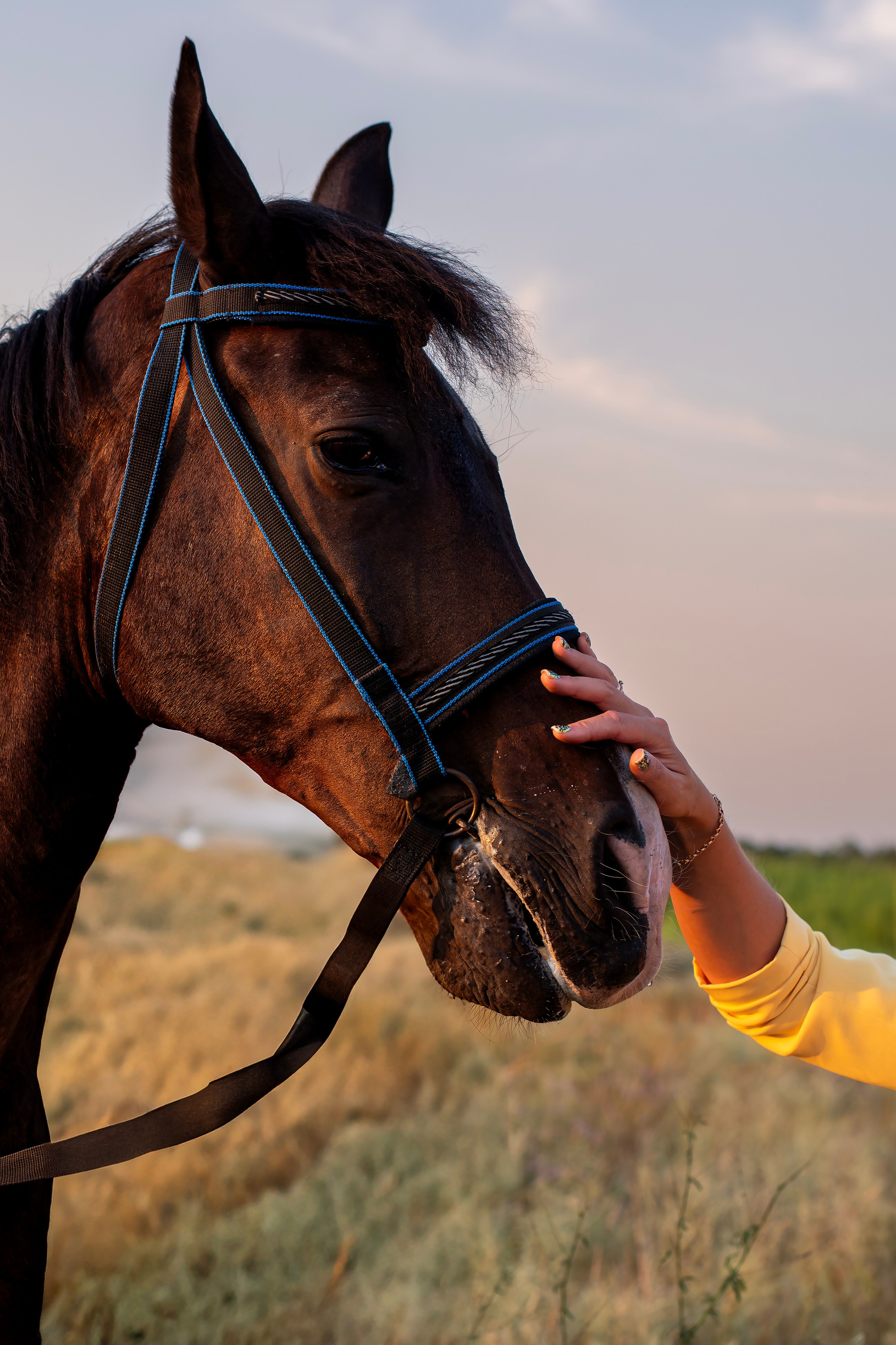 Леди и лошадь. Главная