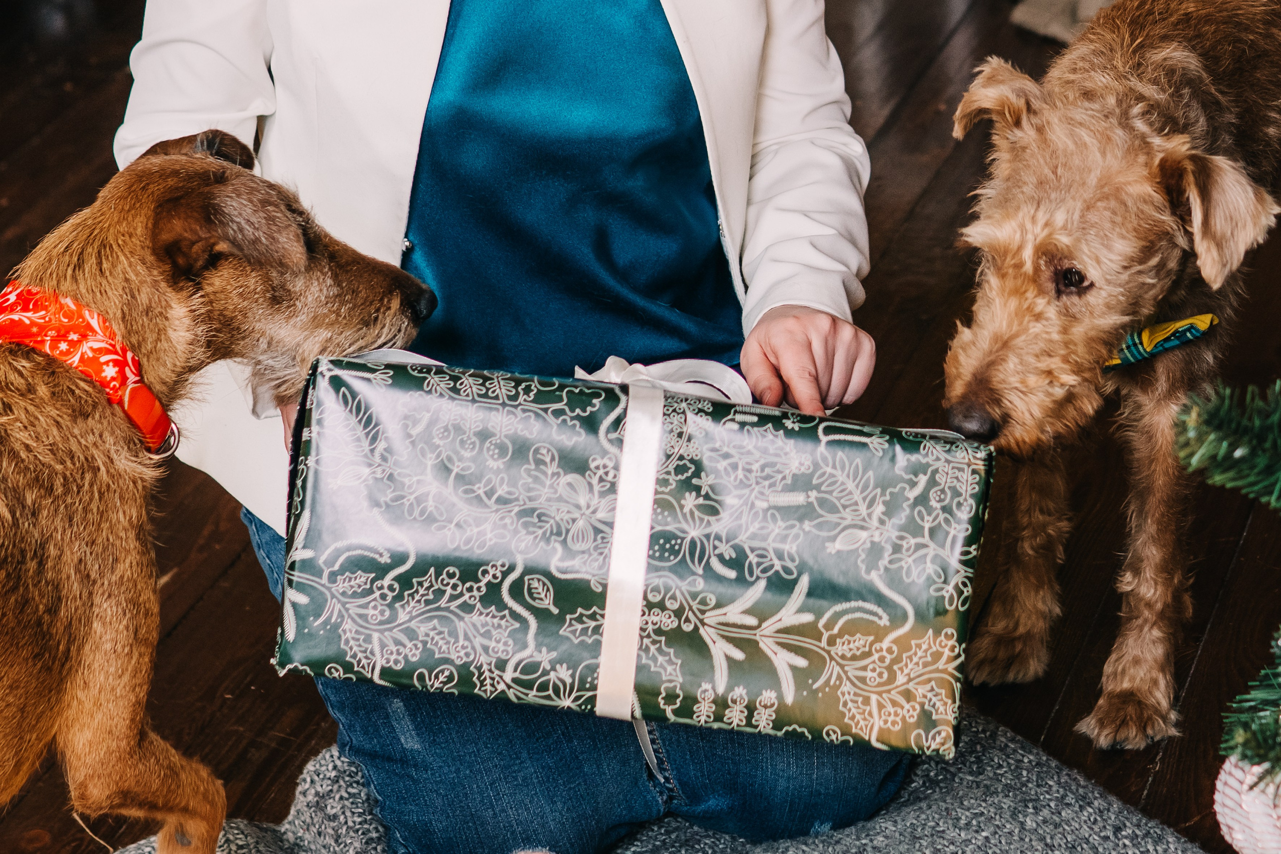 Life with dog. Saamill