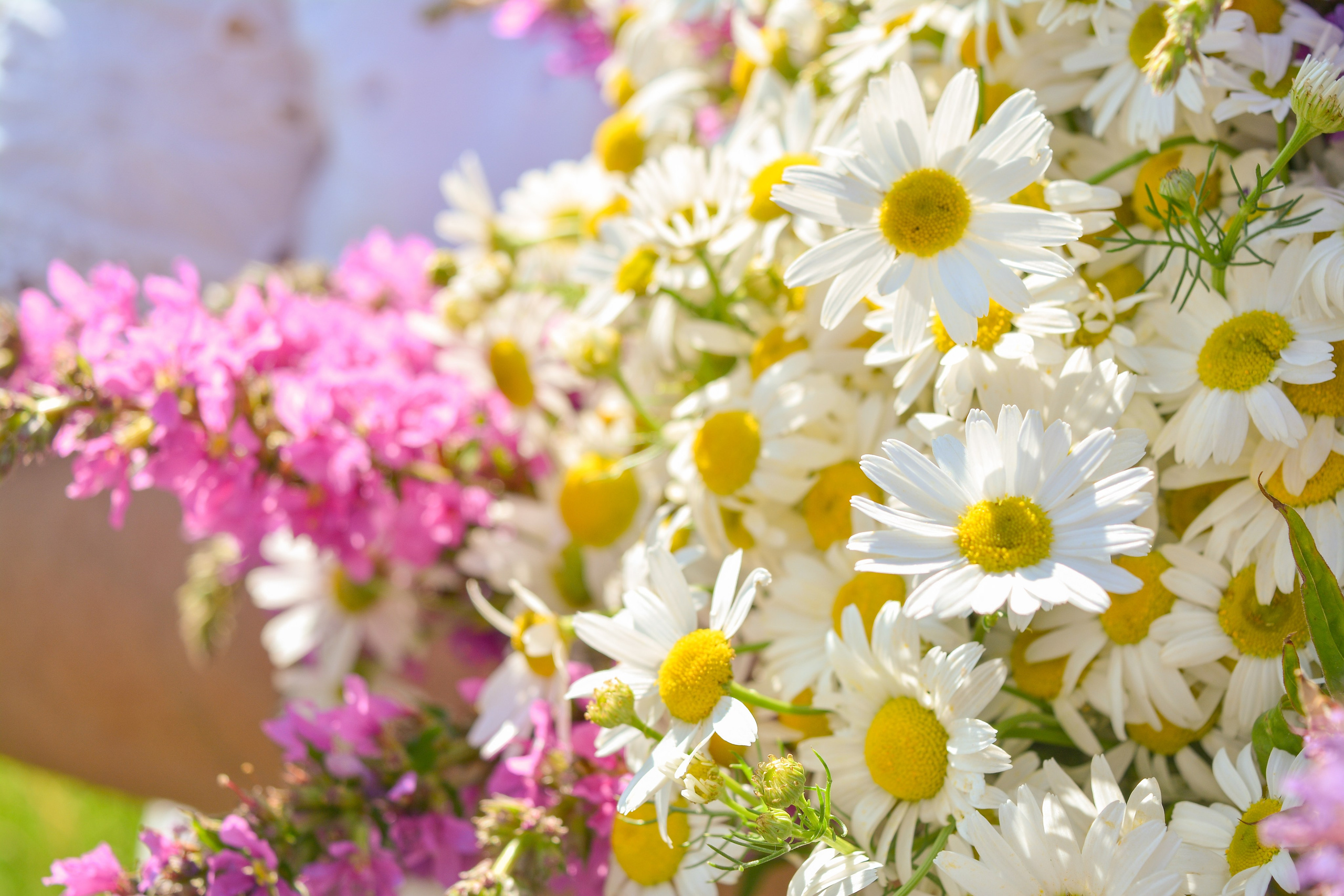 In the field. Vcut studio| Фотограф Валерия Мустаева