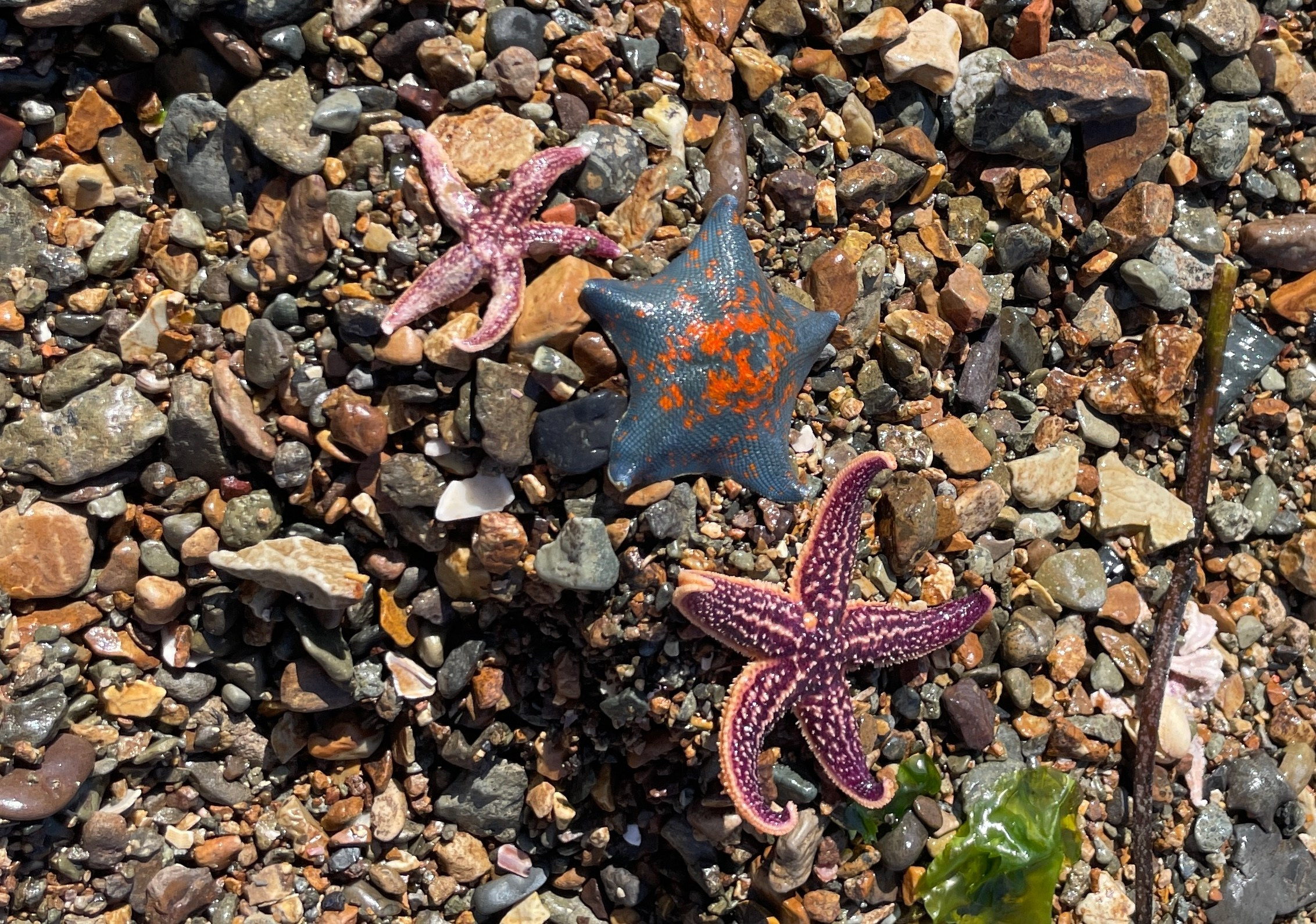 Владивосток 2 | 25-28.09.2025. Галерея Фантим