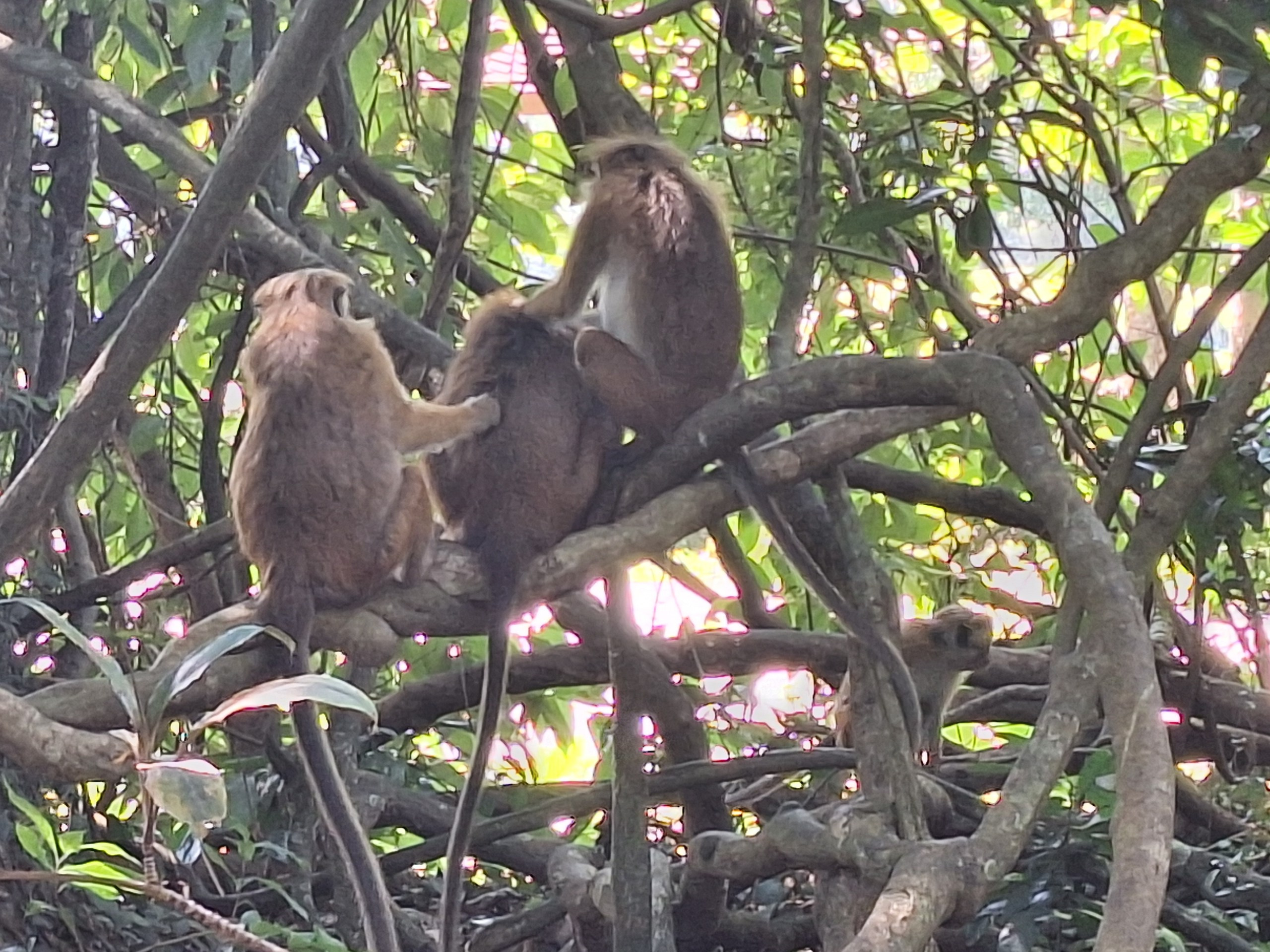 Шри-Ланка | 31.01 — 10.02.2025. Галерея Фантим