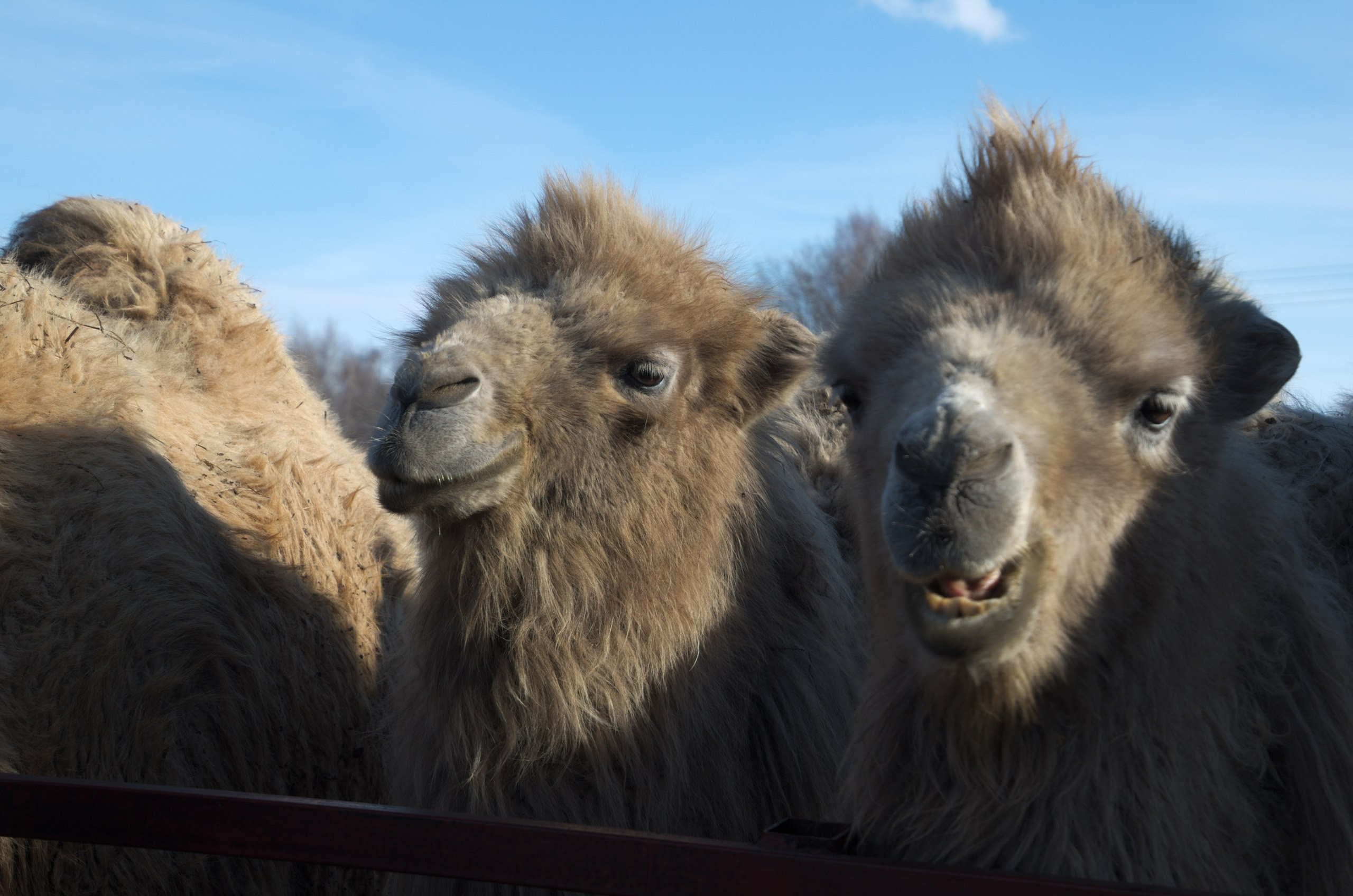 Казань | 24-26.03.2017. Галерея Фантим