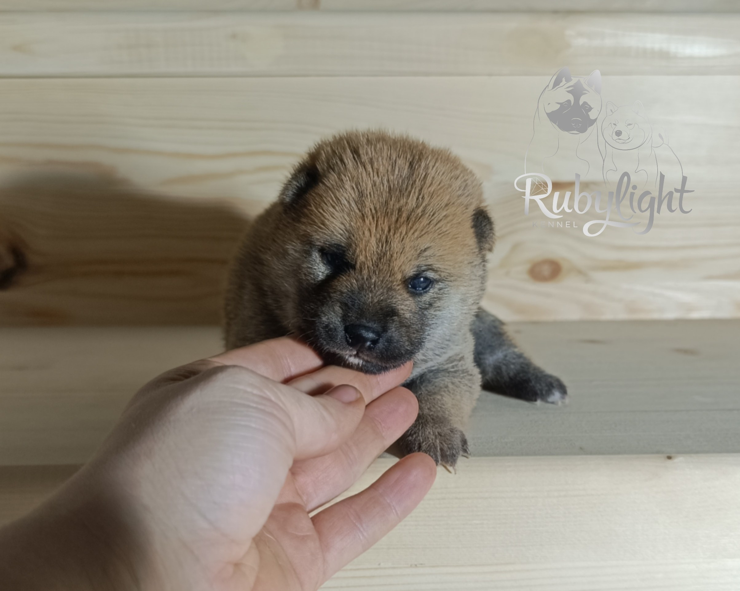 Сиба Rubylight Emma питомник Рубилайт 