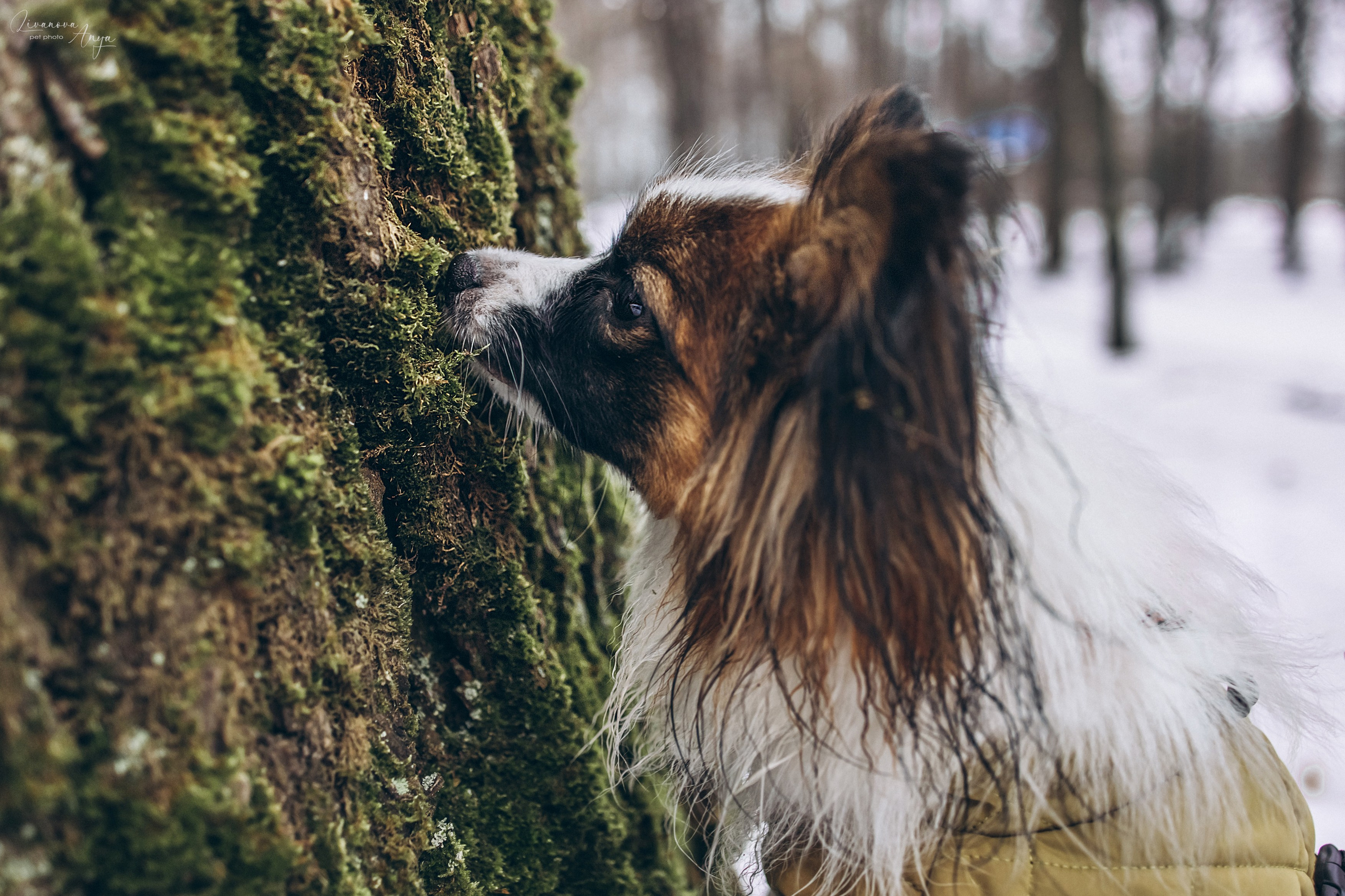 Хьюстон. Фотограф анималист Аня Ливанова | Рыбинск