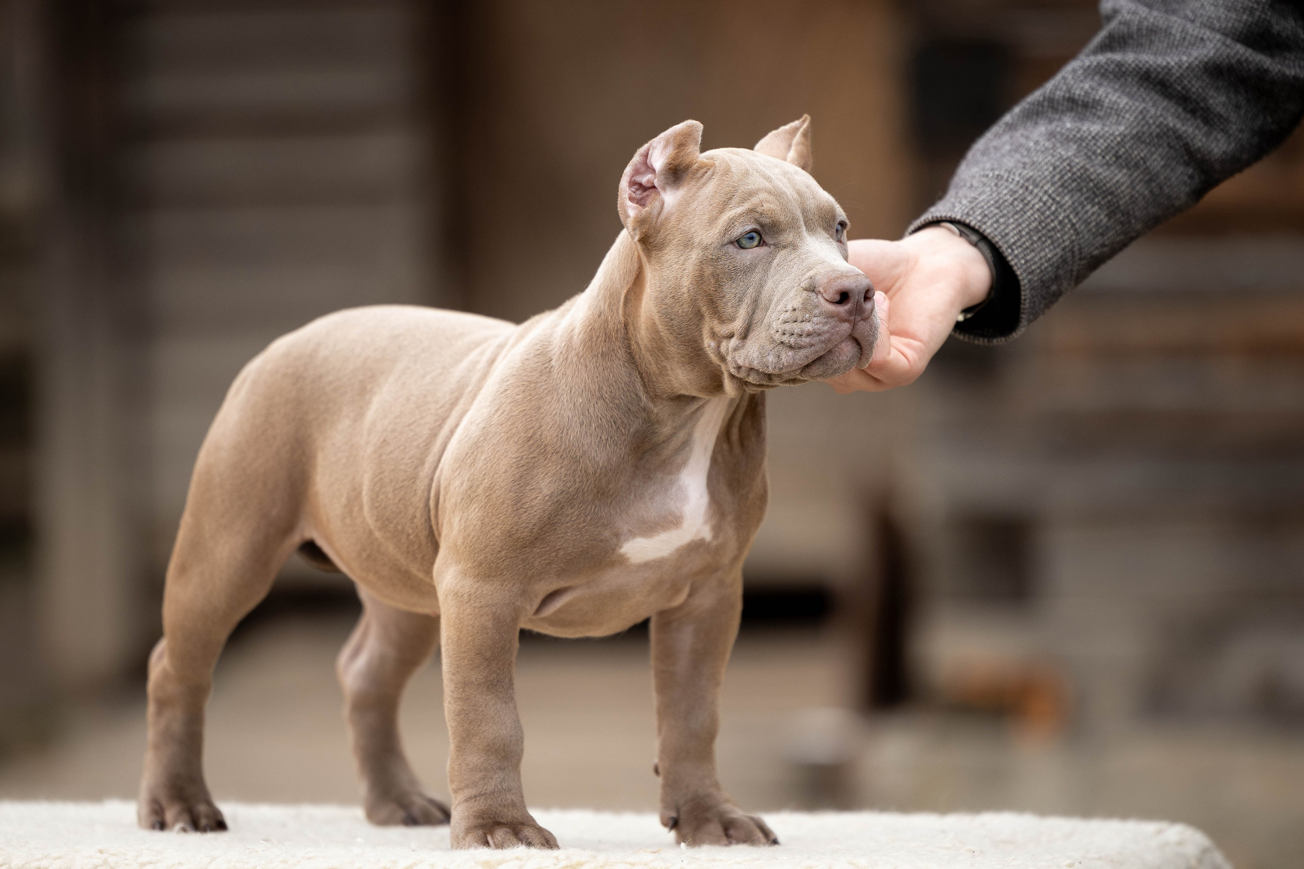 И снова булляшики. Фотограф Анималист в Перми Анастасия Остерман