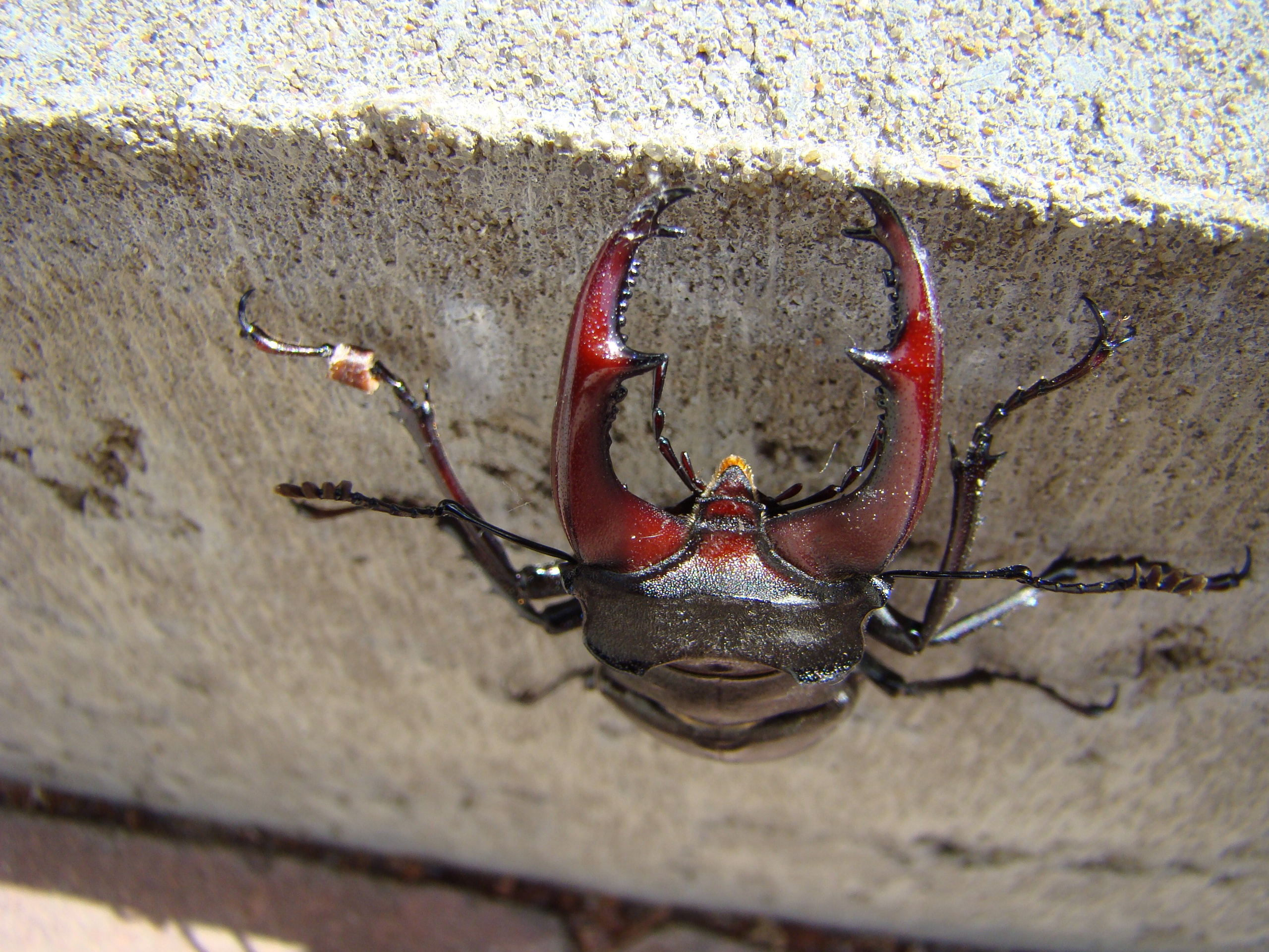 Кабардинка (фото Зевиных) 25.06-24.07.2008. Семейный, Свадебный фотограф СПБ Питер— Романова Екатерина