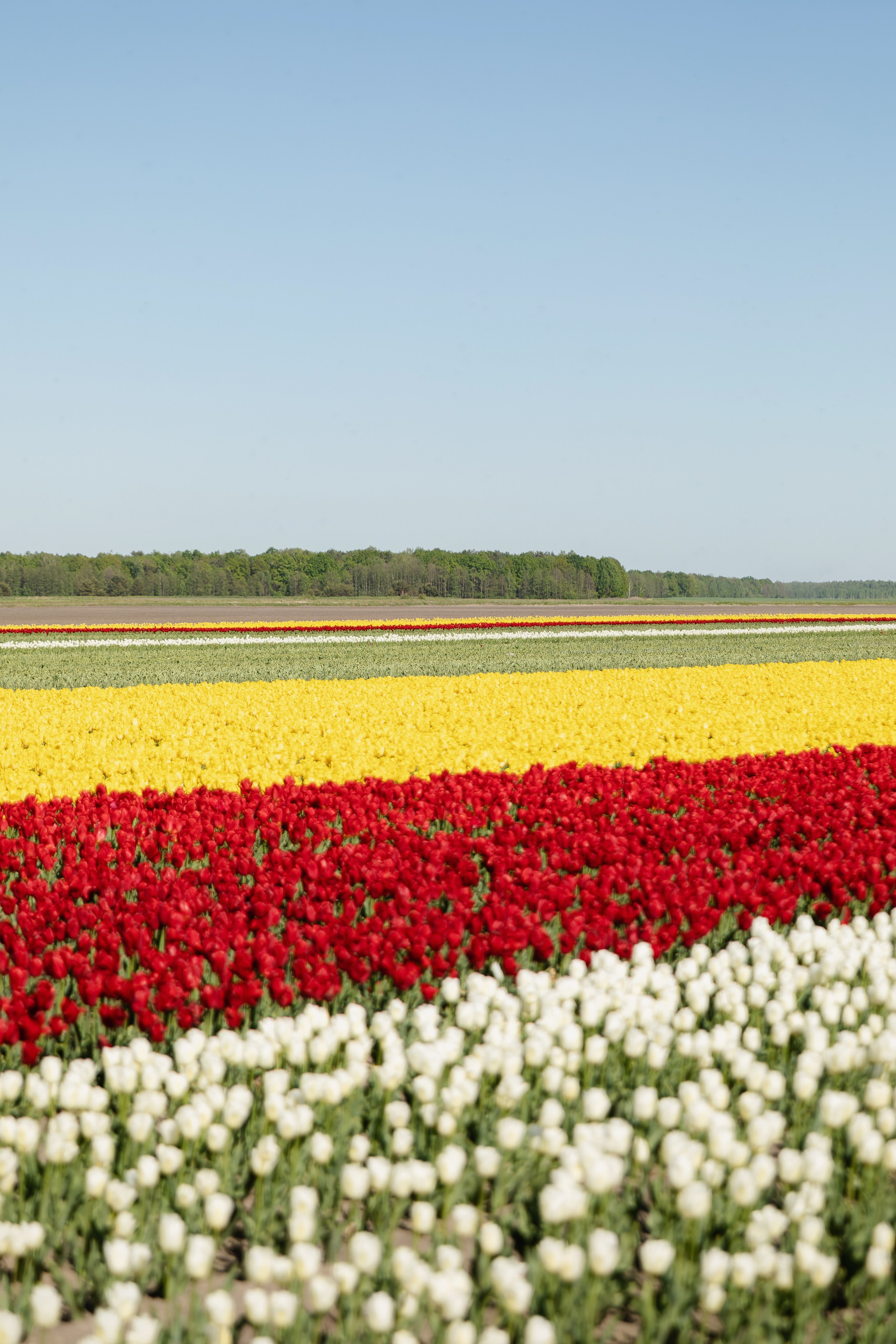Фотографии с тюльпановых полей Пинск. Репортажный и свадебный фотограф в Минске Шамко Анатолий