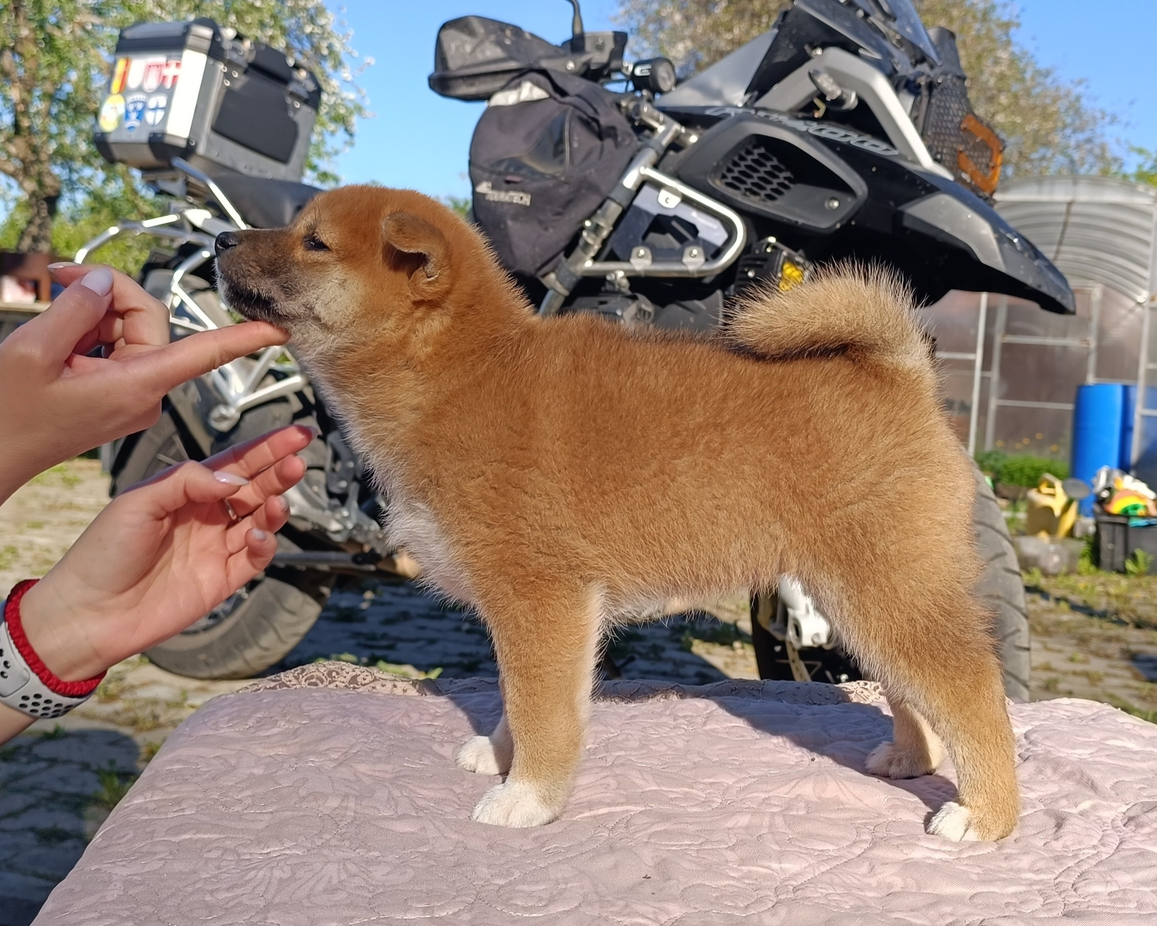 Сиба Rubylight Fumiko питомник Рубилайт