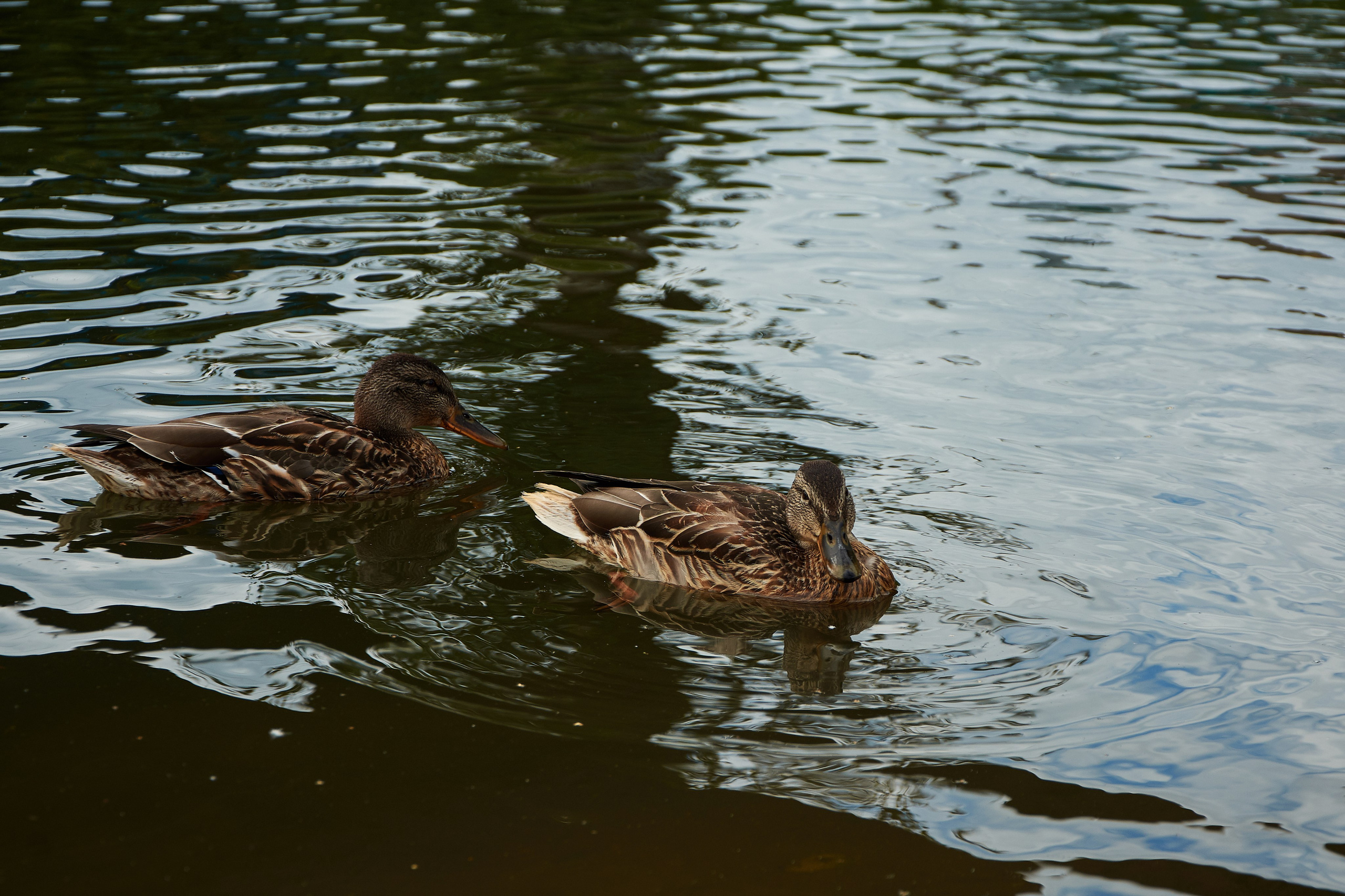 Нерехта — музей под открытым небом. Ольга Чёкотова (Фотограф Кострома)