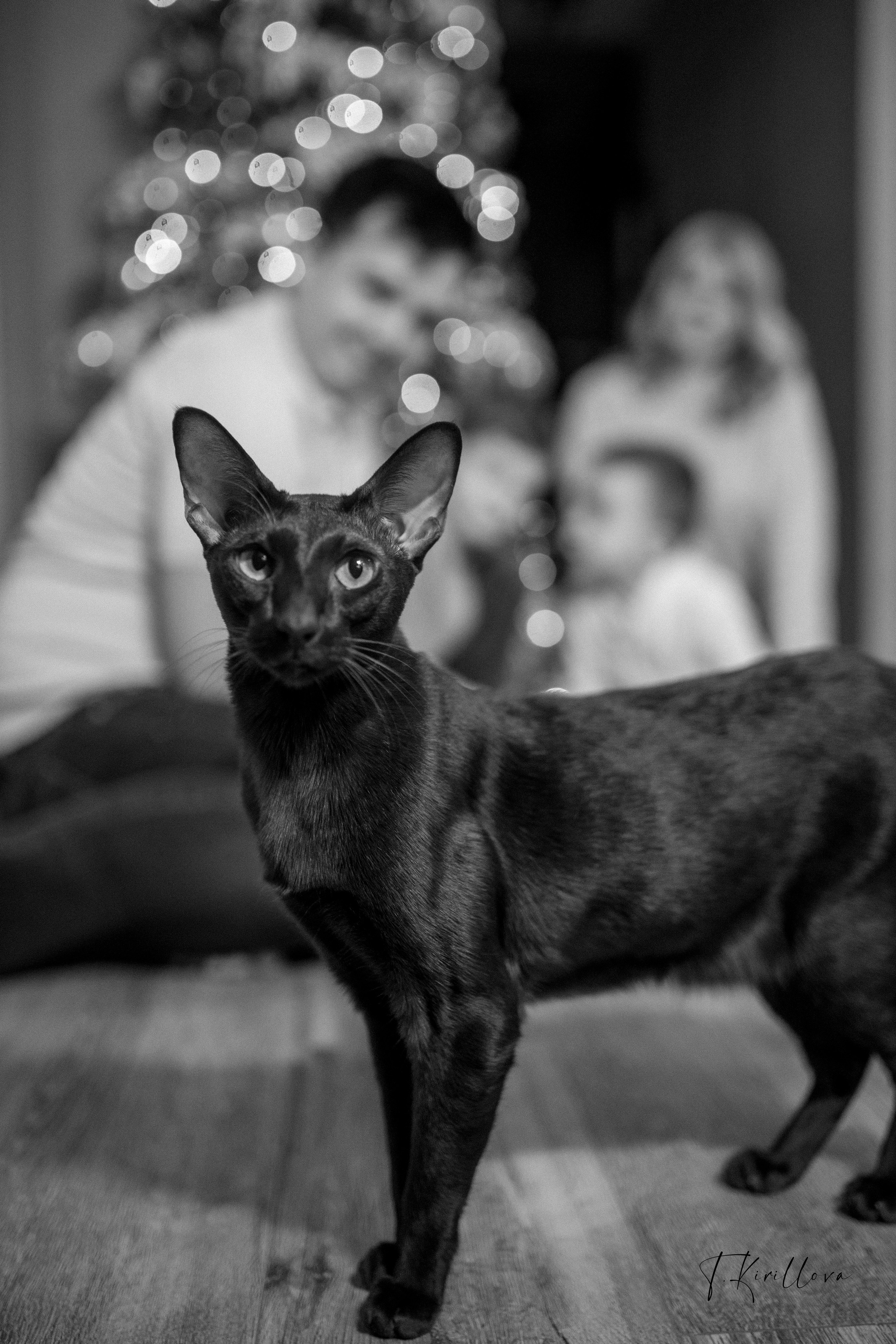 Новогоднее утро. Фотограф-анималист в Москве Кириллова Татьяна