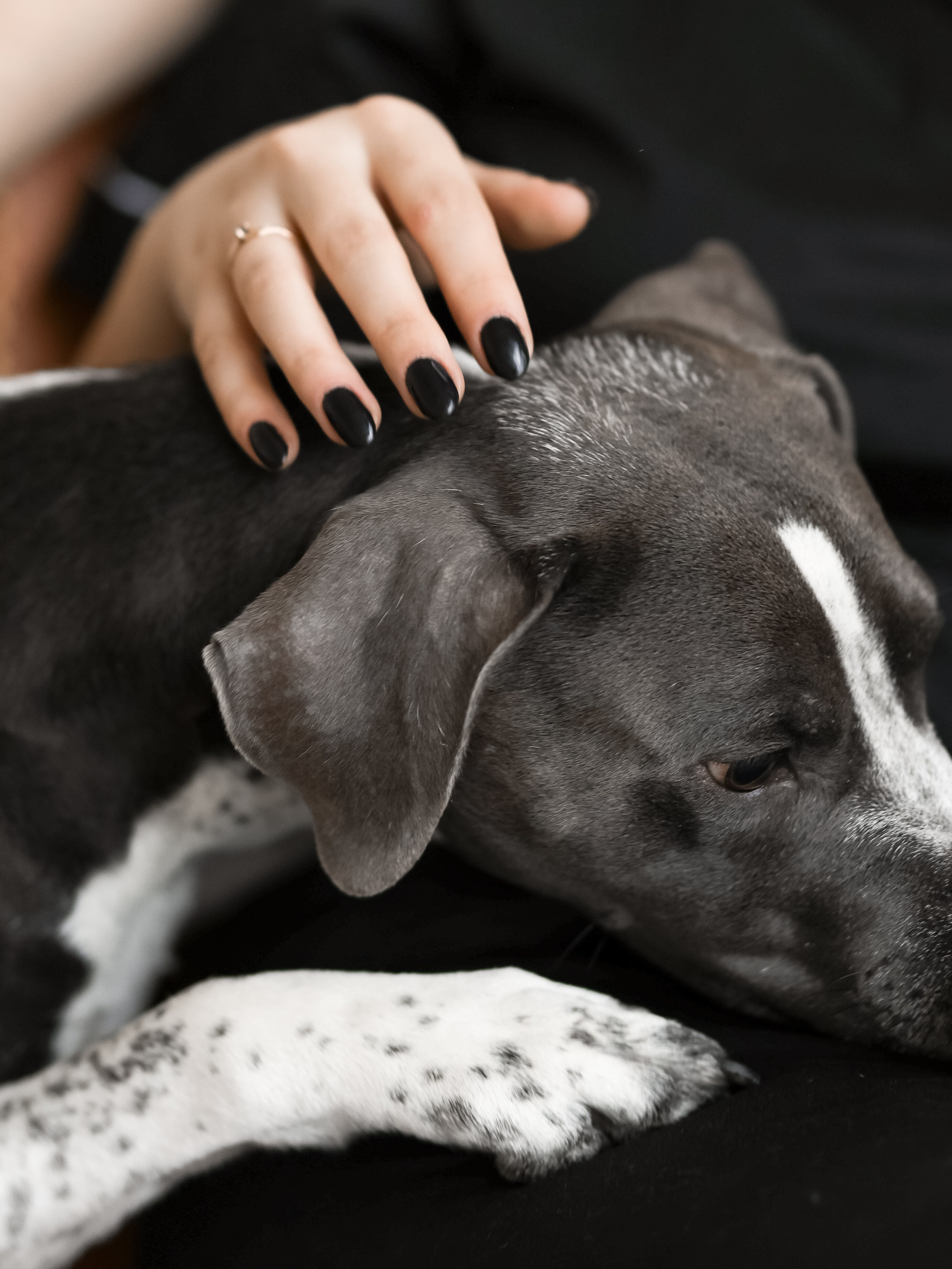 Тортик Даша и Никита. Фотограф-анималист в Москве Кириллова Татьяна