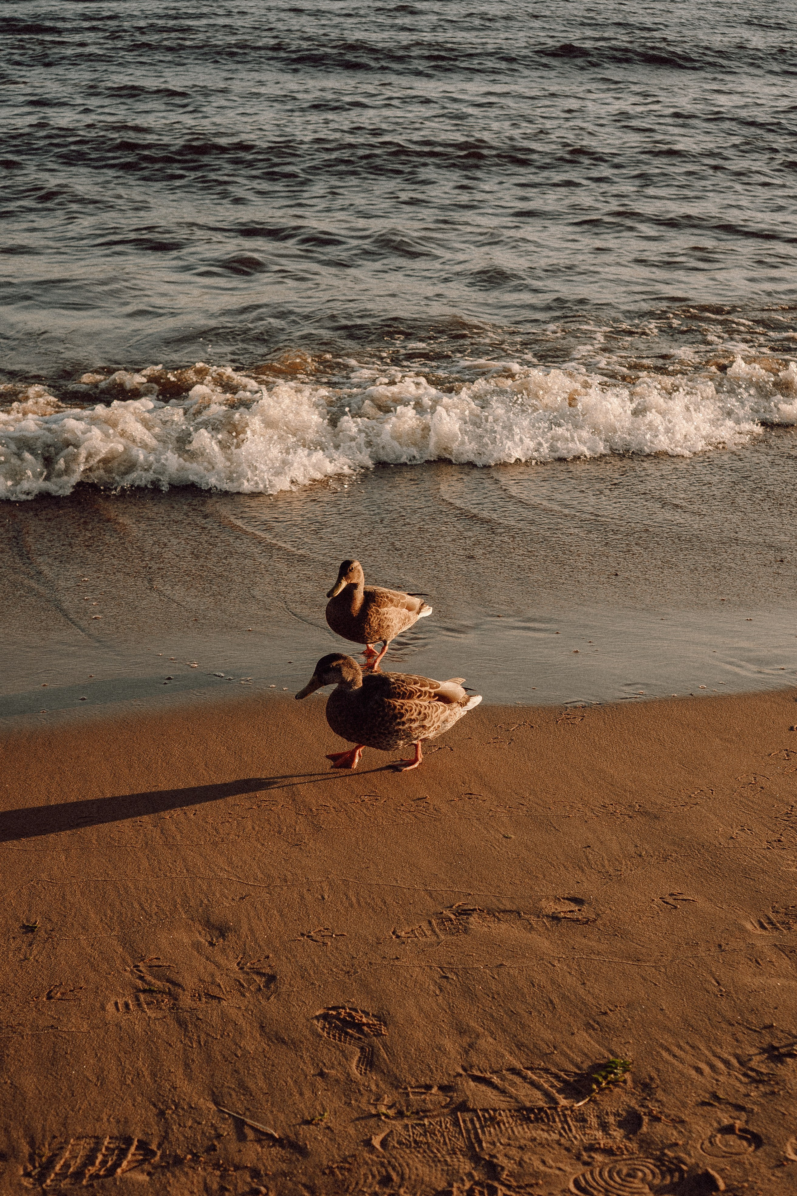 РОМАНТИКА ФИНСКОГО ЗАЛИВА. Профессиональный фотограф, Санкт-Петербург — Виктория Богомолова