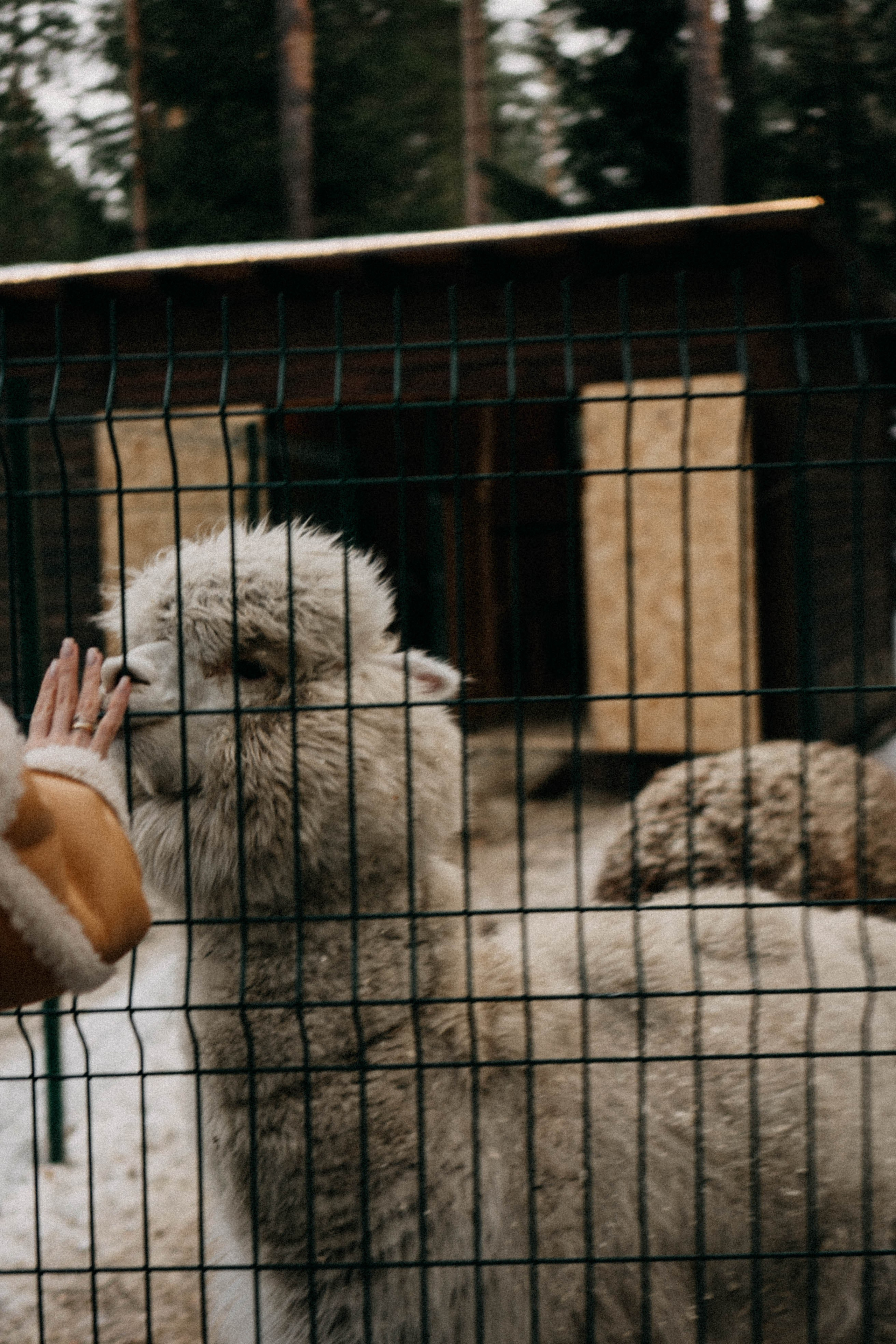 Каток. Профессиональный фотограф, Санкт-Петербург — Виктория Богомолова
