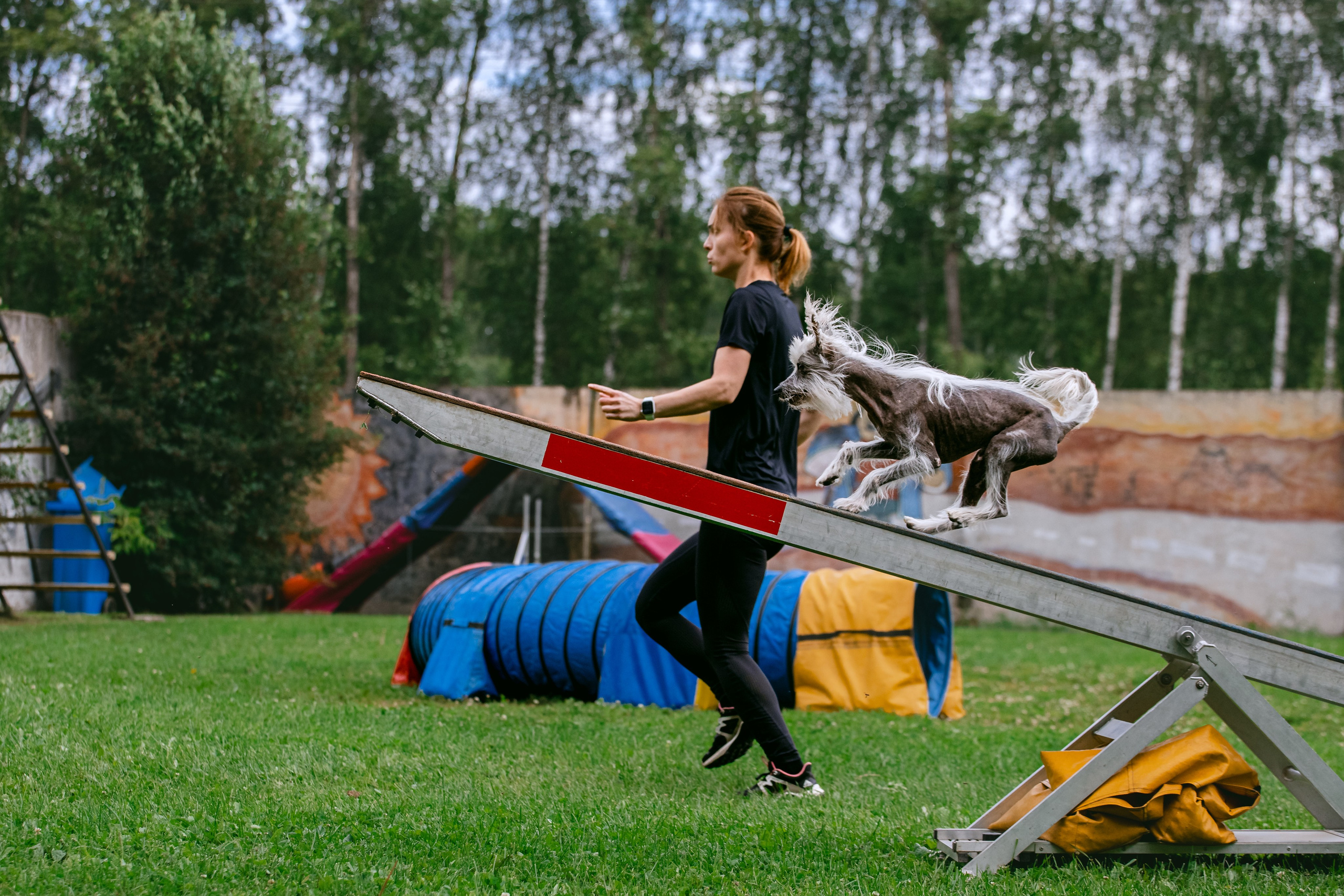 Соревнования по аджилити Долгопрудный 30.06.2025. Фотограф-анималист Татьяна Степанова