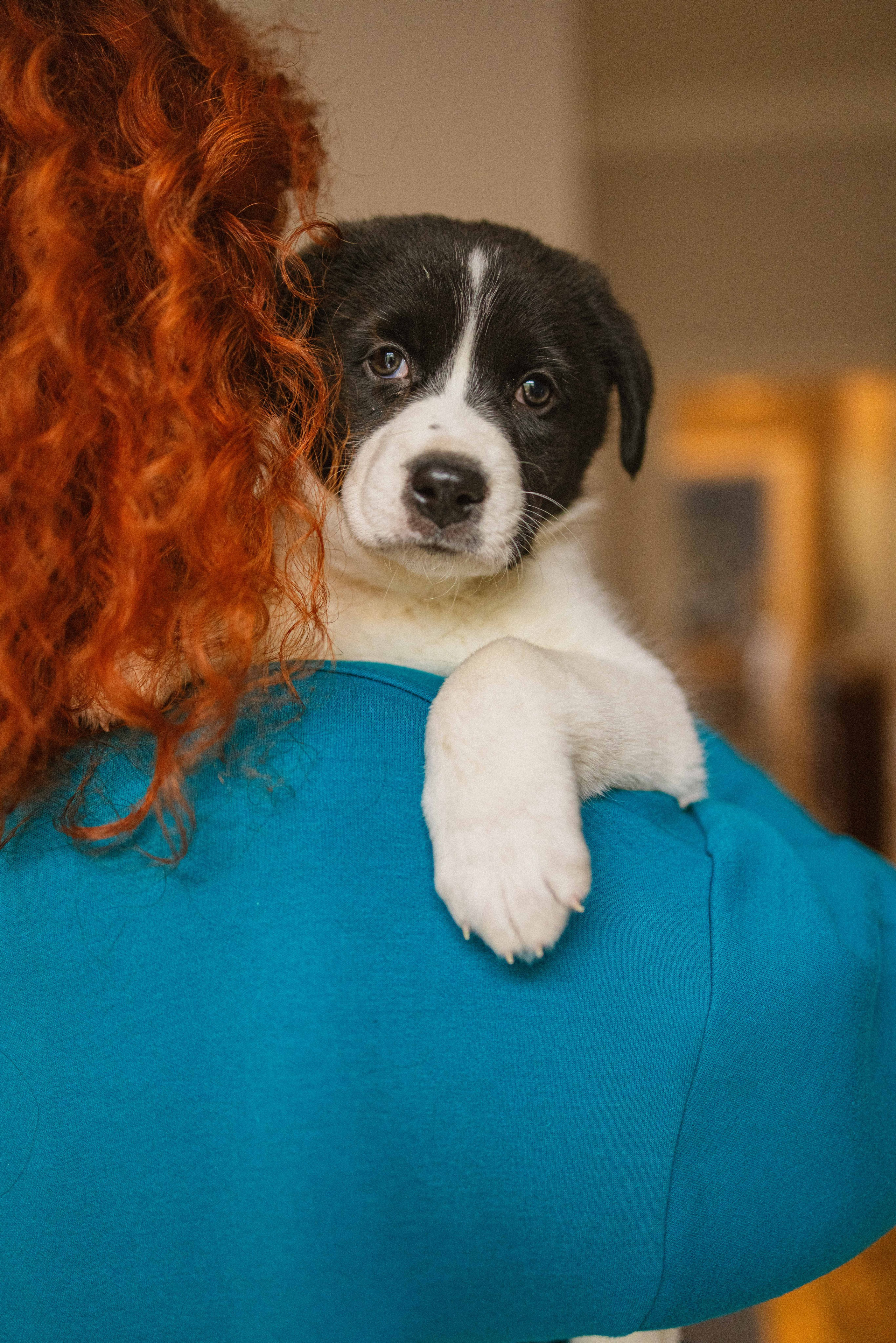 Щеночки. Фотограф-анималист в Москве Лера Черноног
