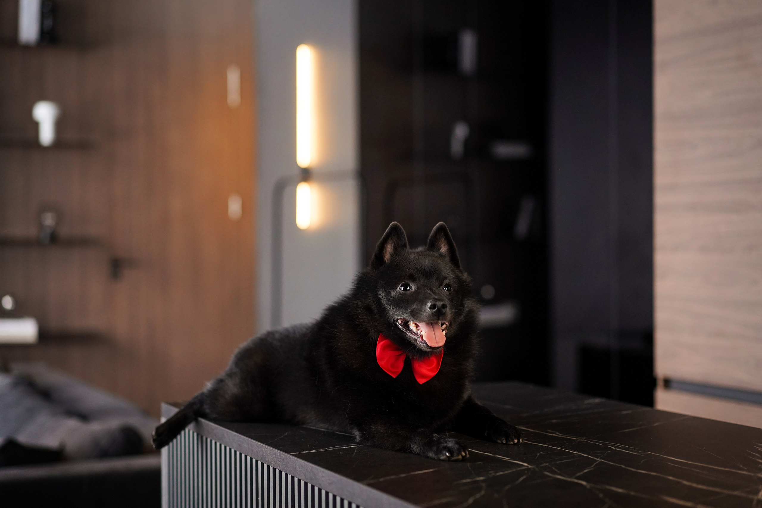 Аня и Майкл. Фотограф-анималист в Санкт-Петербурге Яна Мартынова