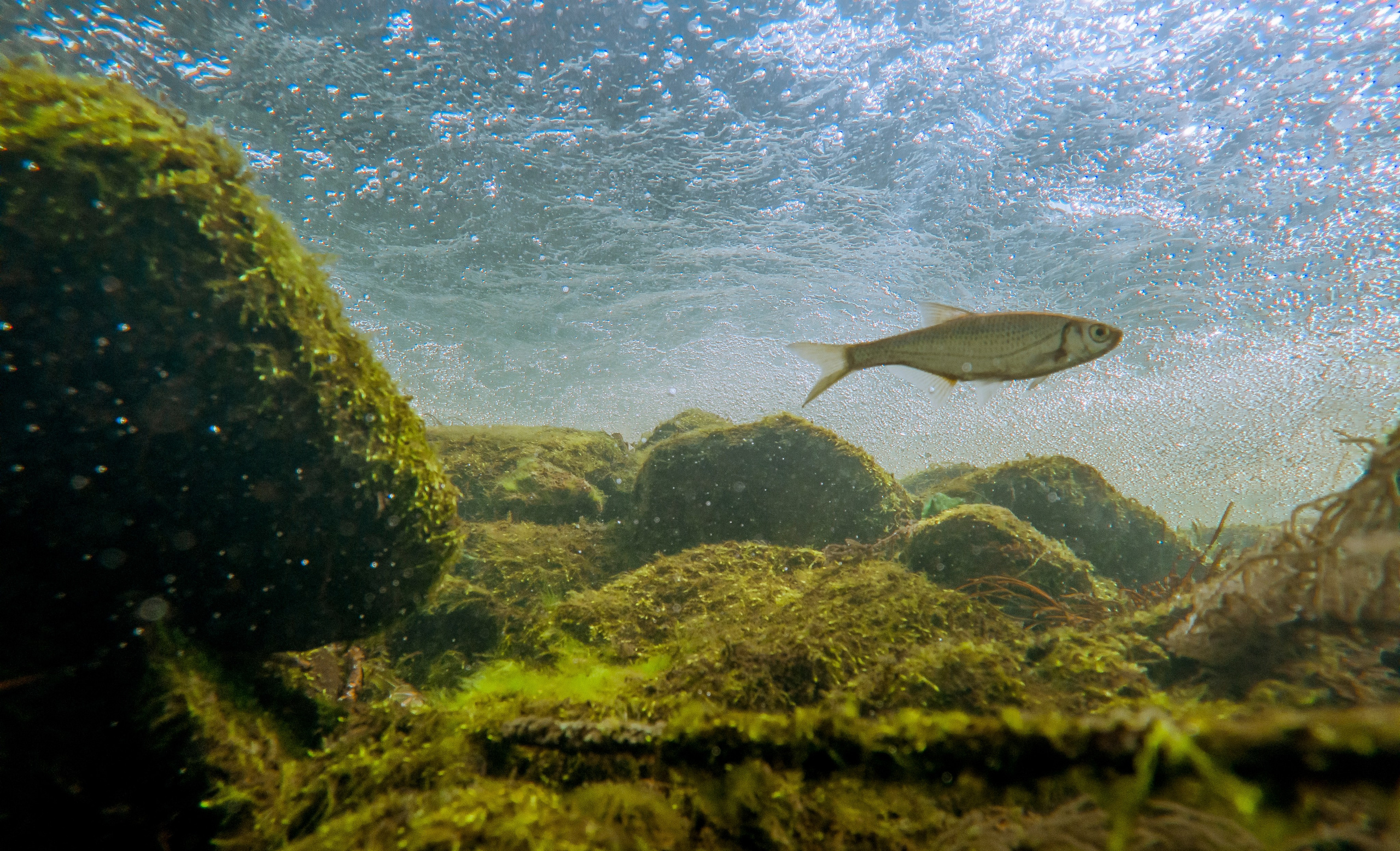 ПОД ВОДОЙ. Фотограф Татьяна Андриянова