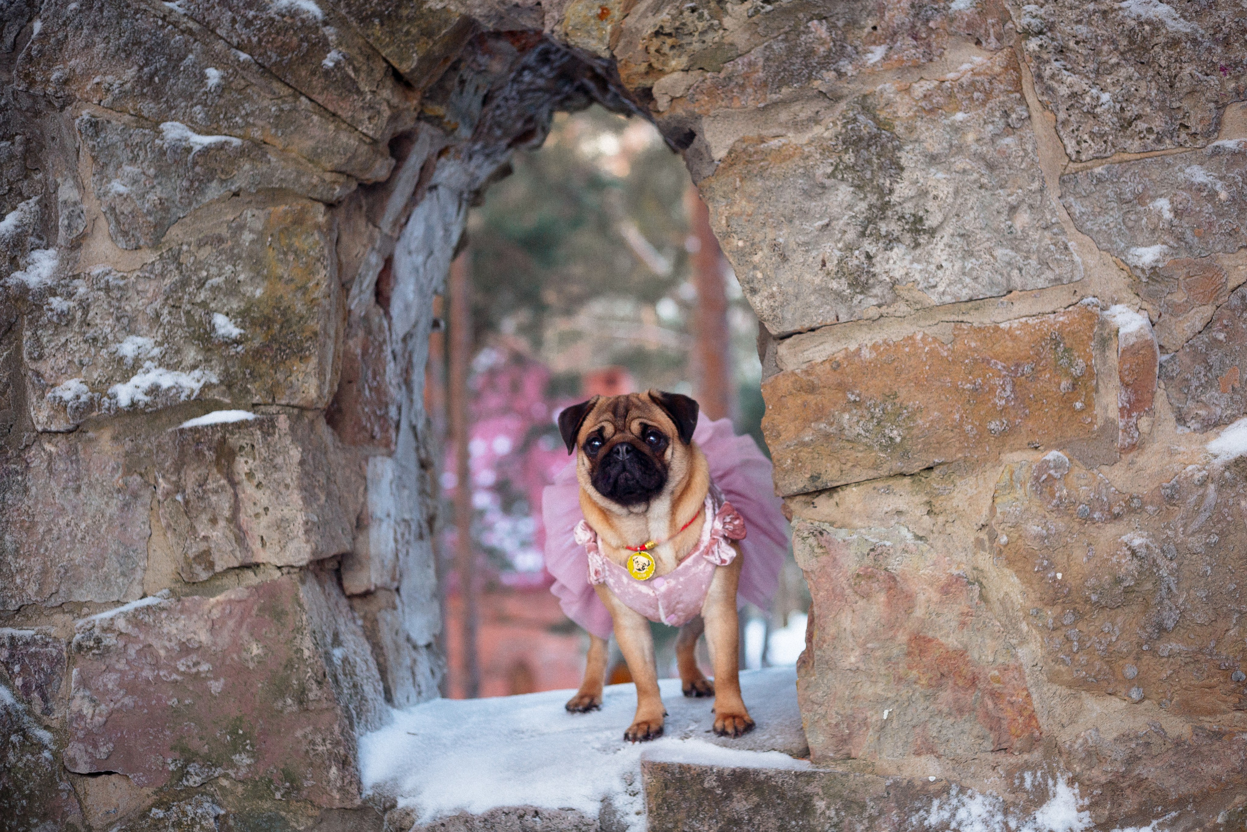 Новогоднее настроение. Роза. Фотограф-анималист Наталия Чистюхина в г. Сосновый Бор и ЛО