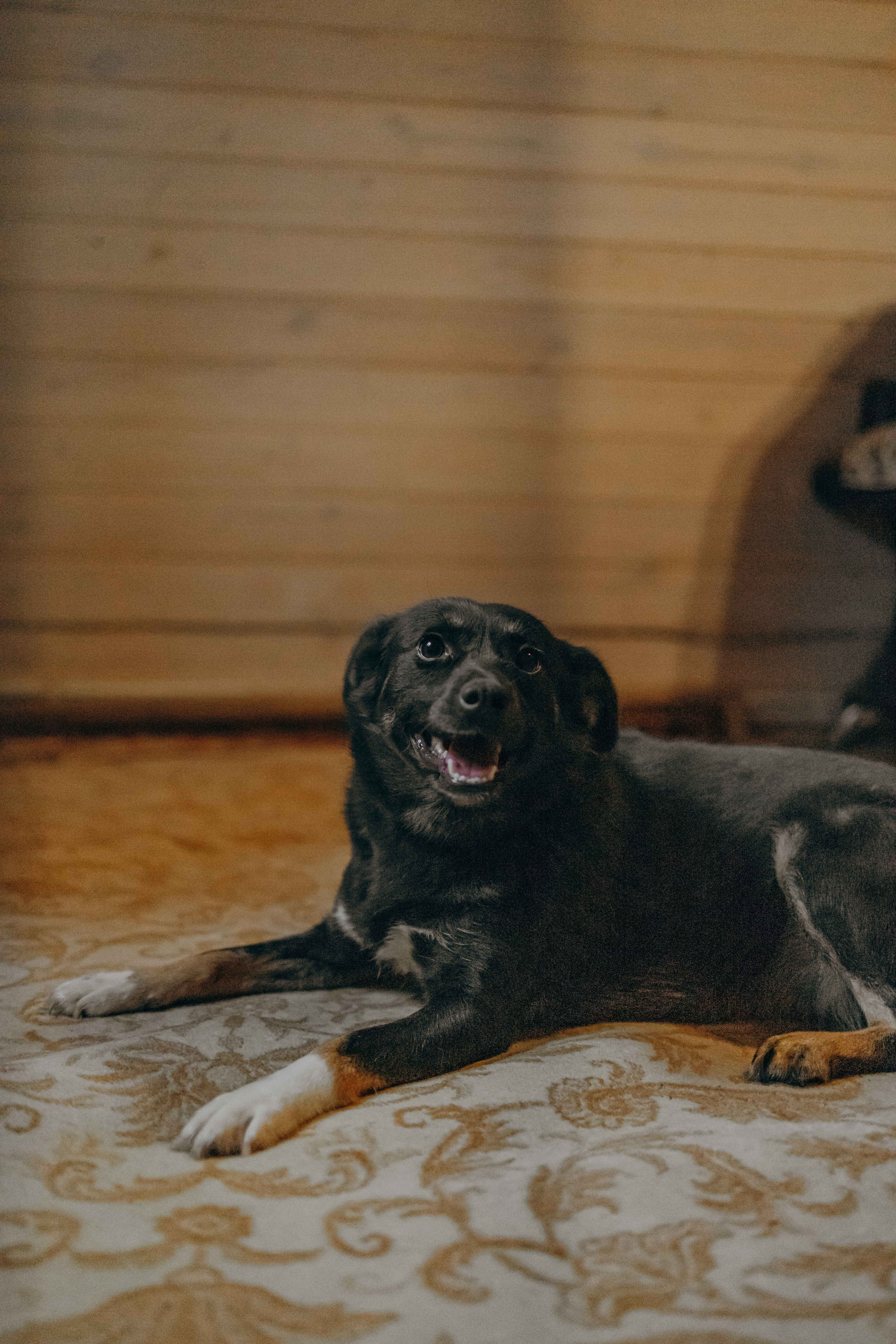 Передержка. Фотограф-анималист в Москве Лера Черноног
