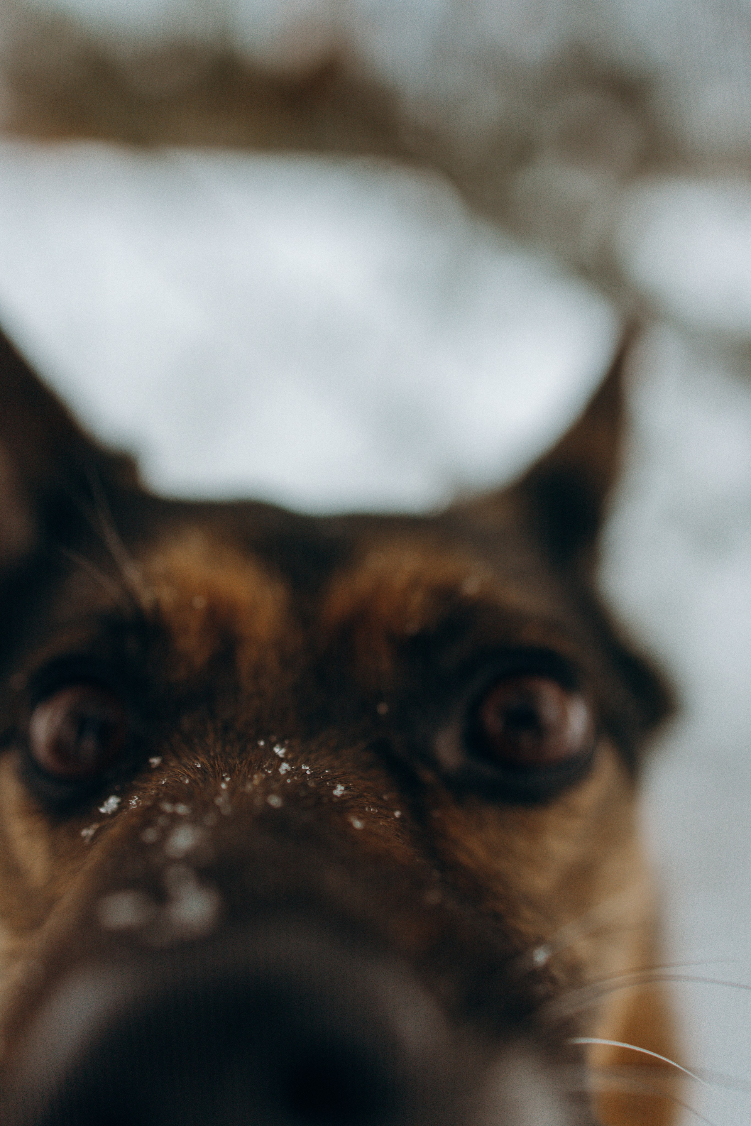 Ника, Матиша и Герда. Фотограф-анималист в Москве Лера Черноног