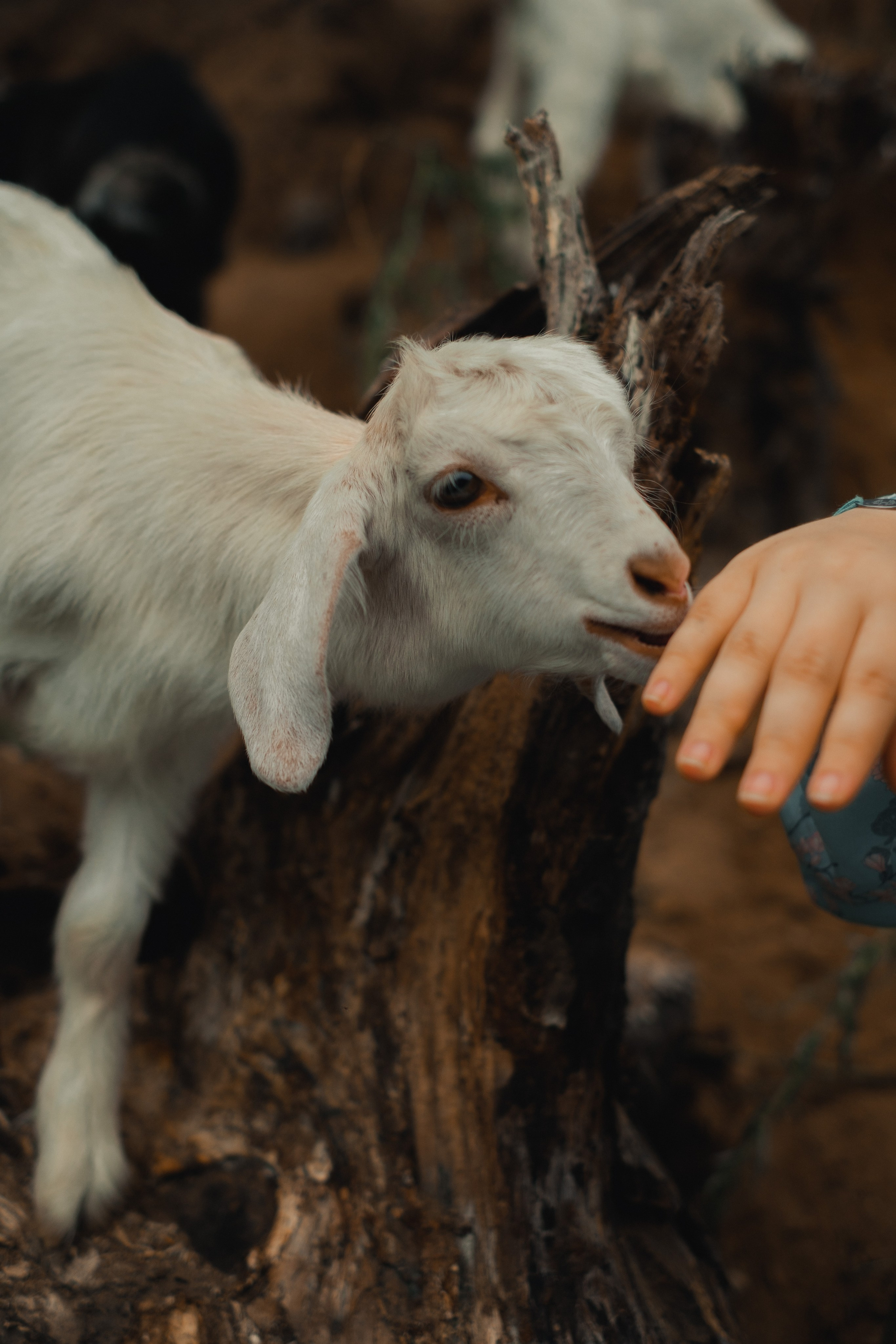 Мария и козы. Фотограф Благовещенска Яна