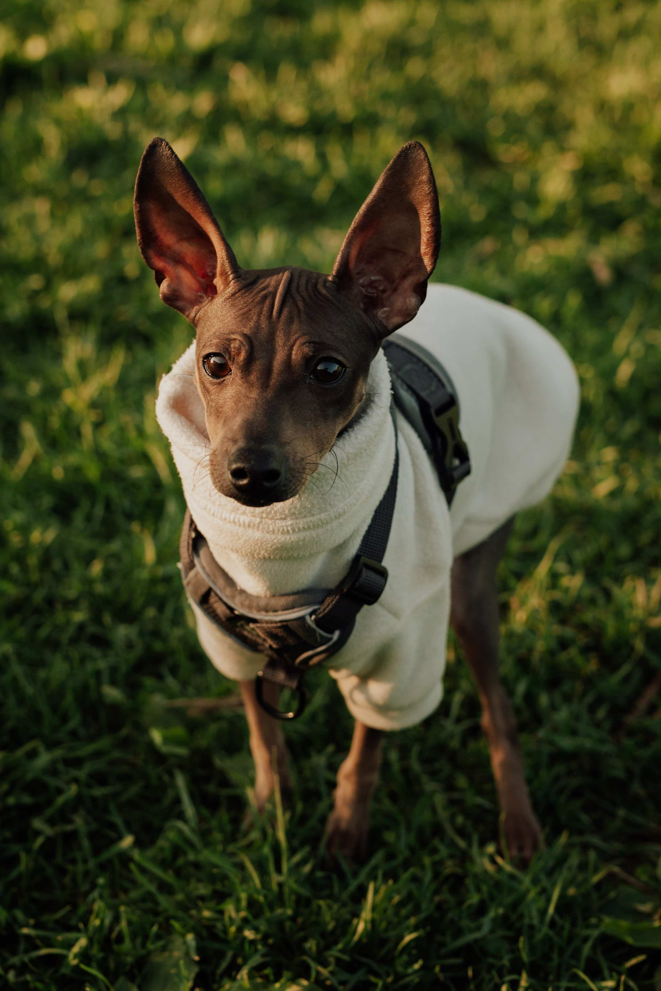 Животные. Фотограф в Санкт-Петербурге и Ленинградской области