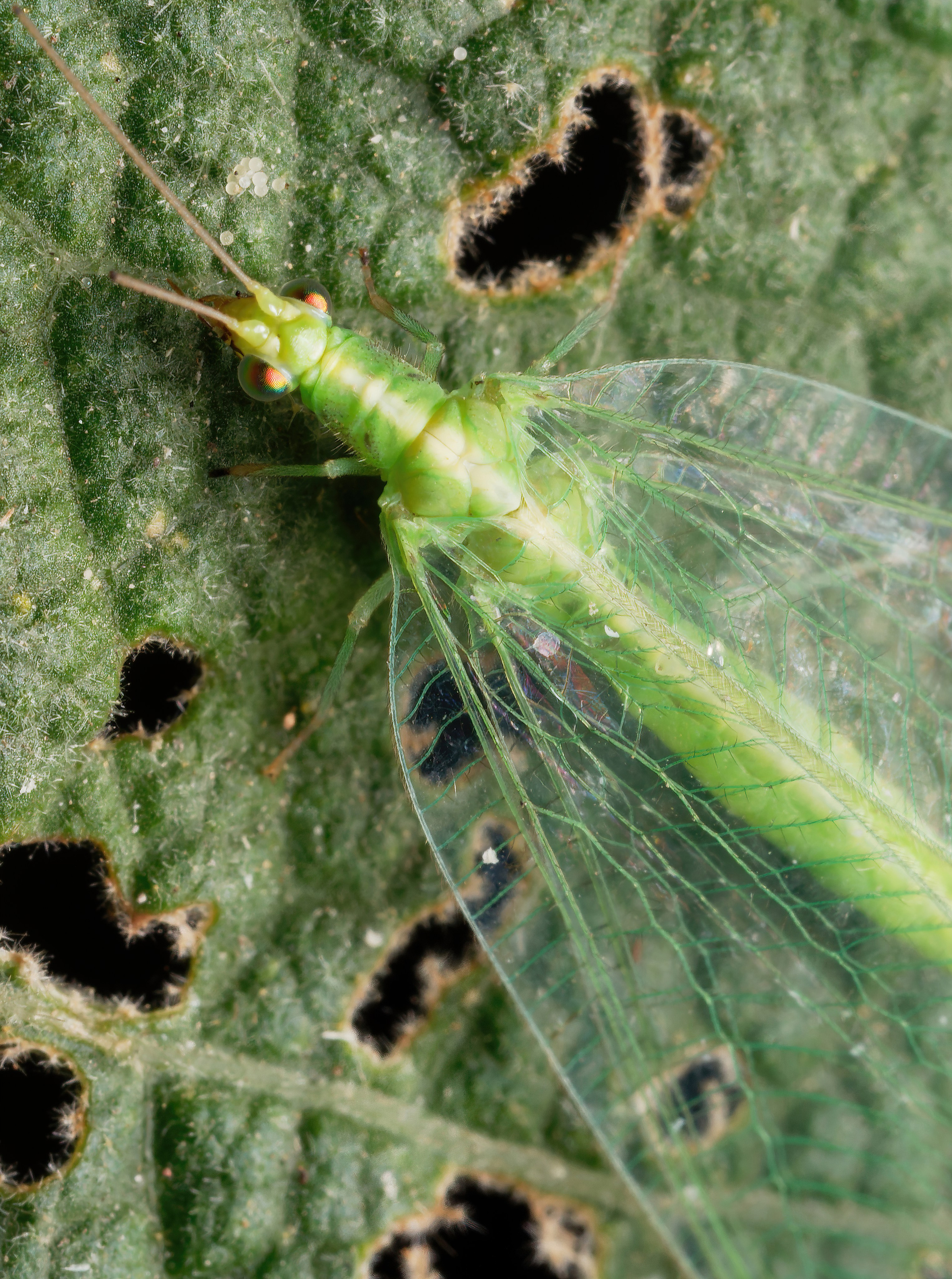 Остальные. Oles Paritskiy