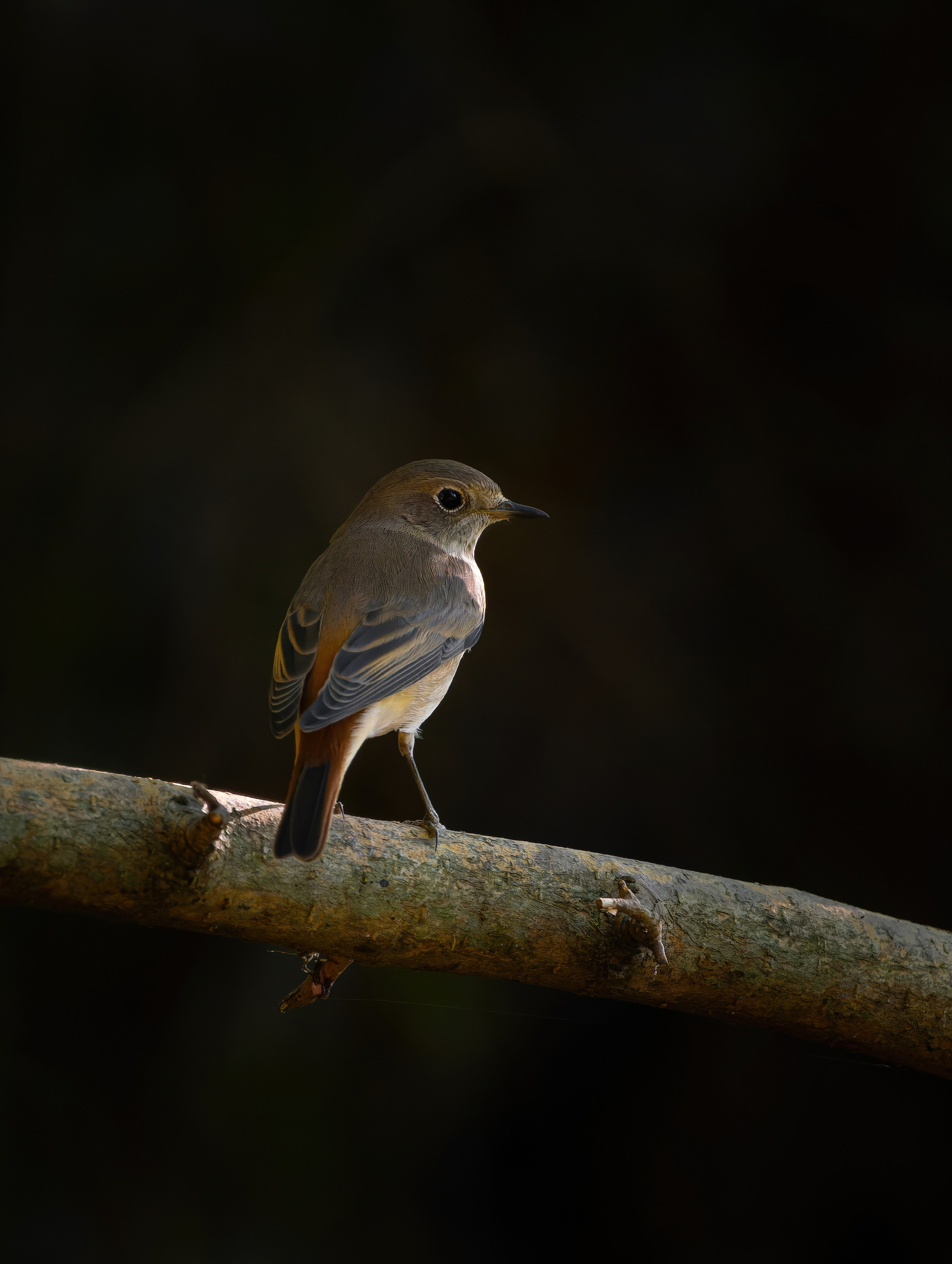 Птицы и животные. Oles Paritskiy