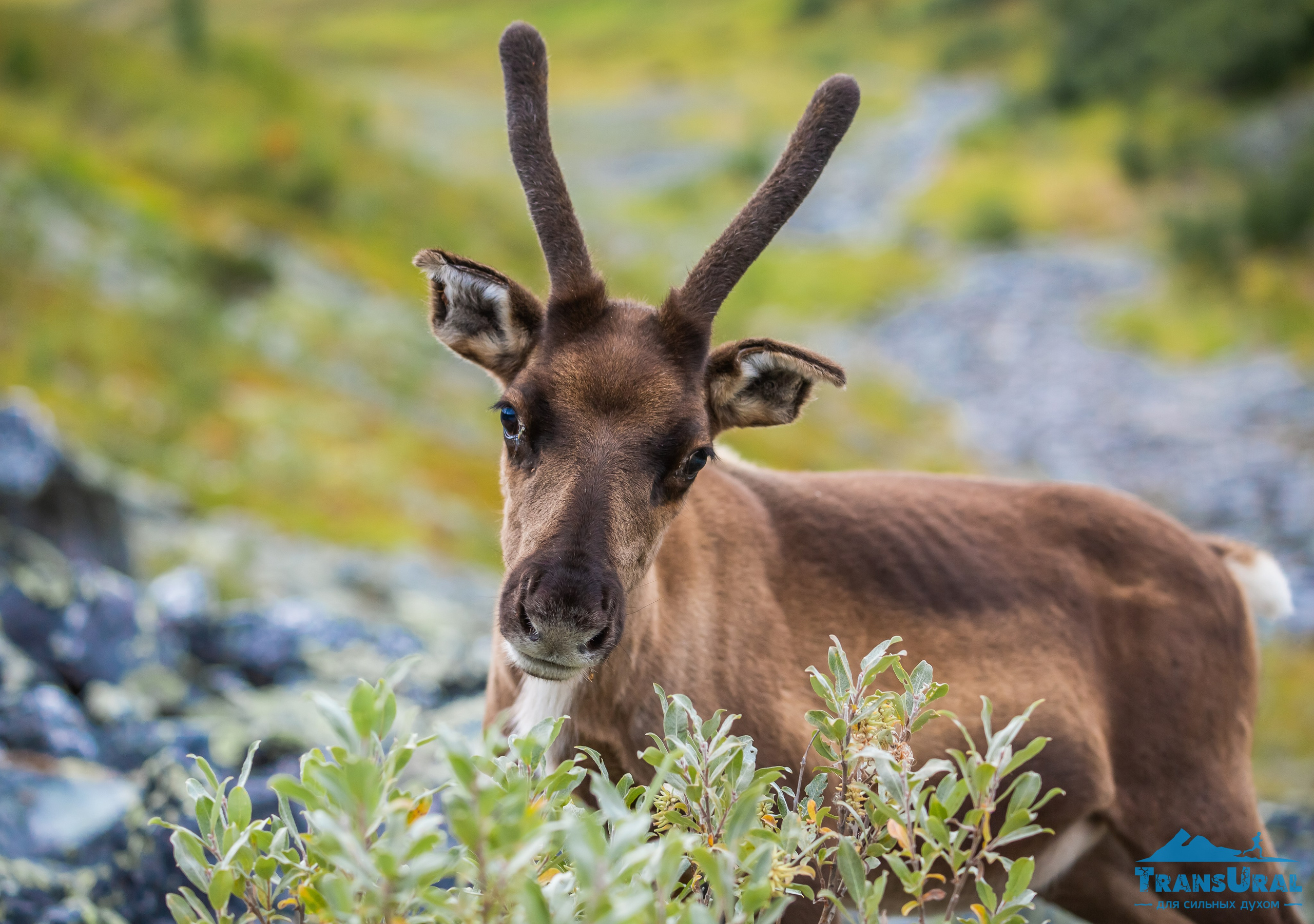 Животные. Авторские туры с профессиональным фотографом