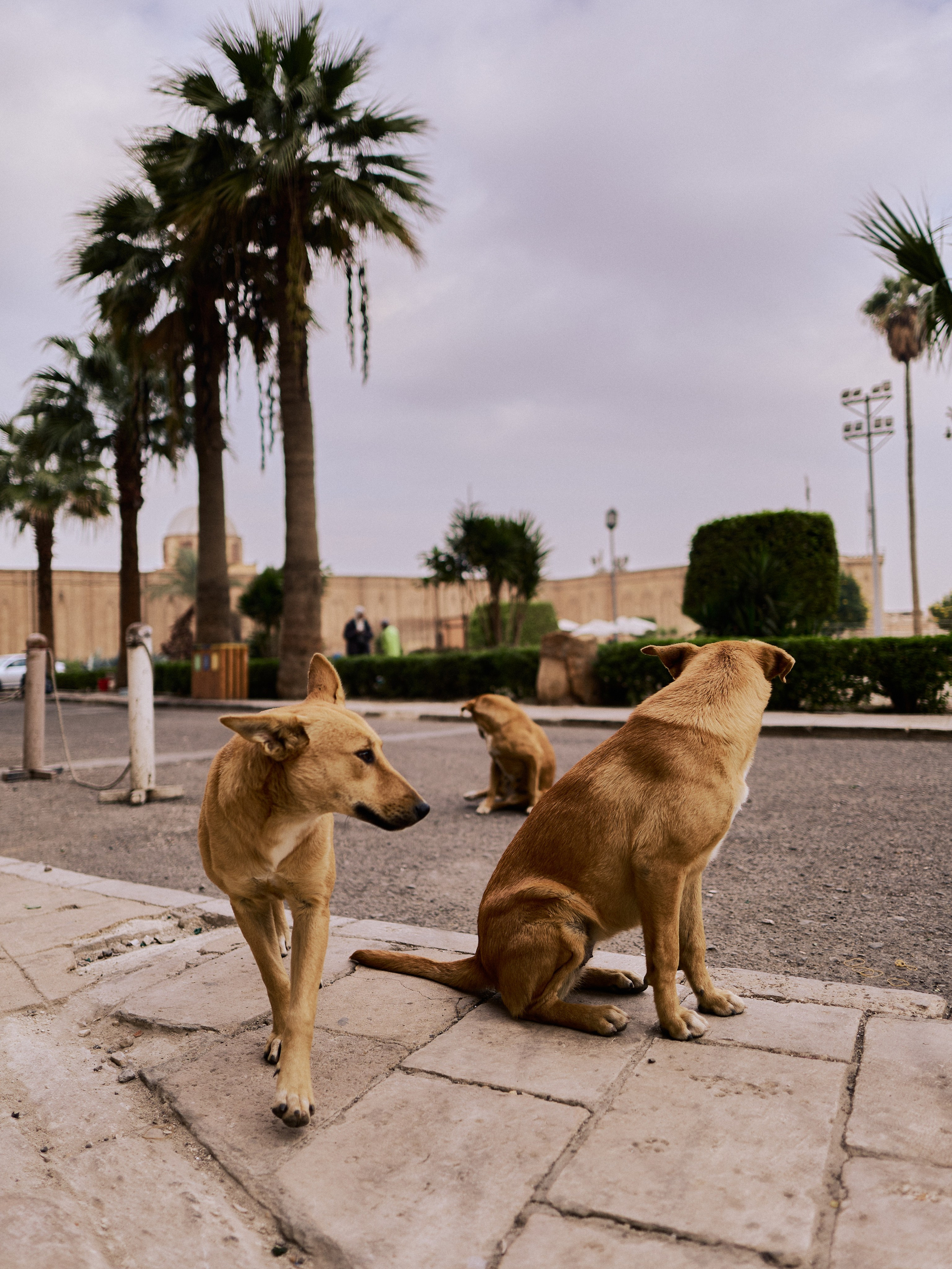 Другое 4. Jorgis — фотограф в Хургаде / обучение фотографии