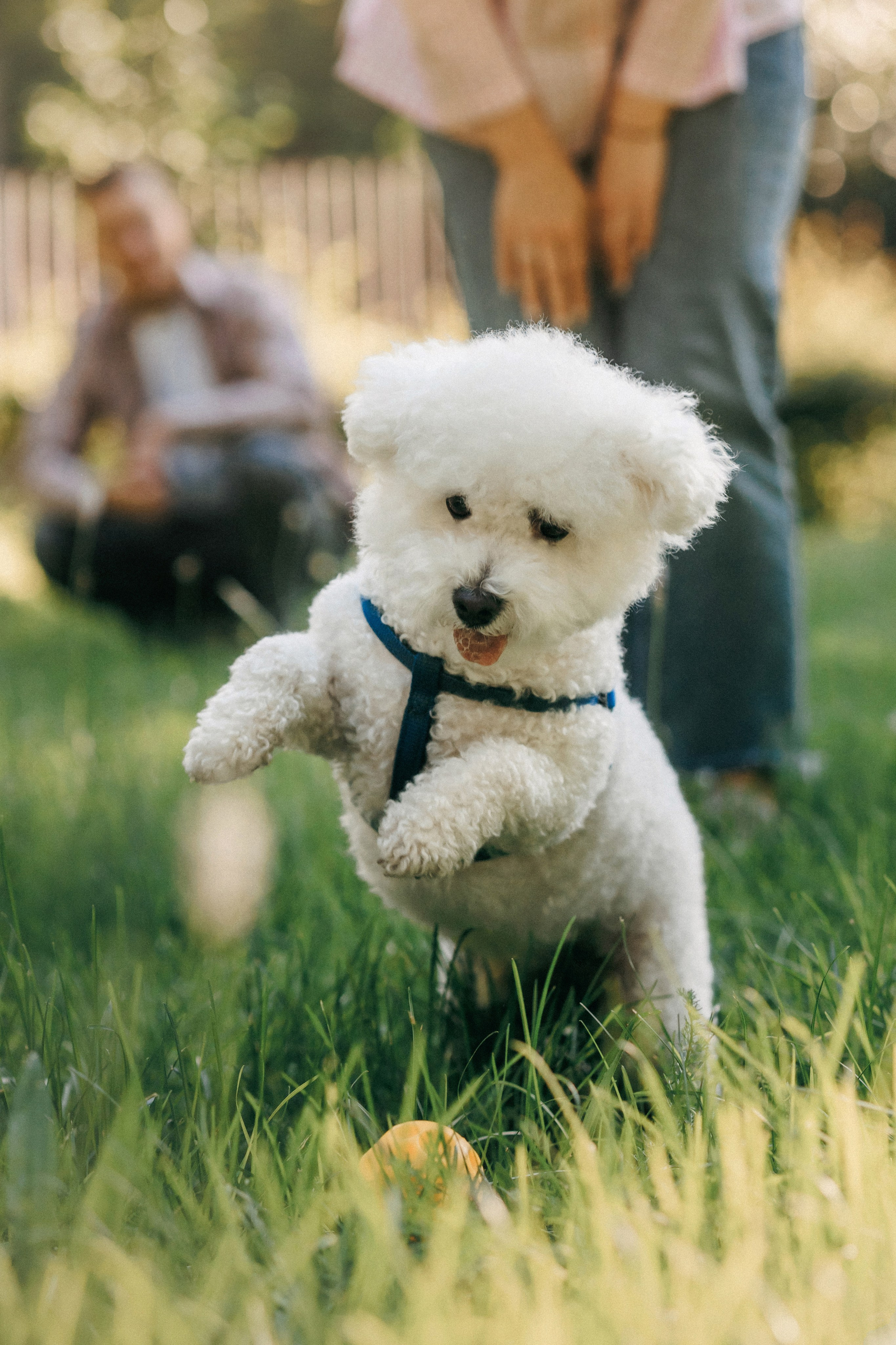 Марина, Данил и Бруно. Фотограф-анималист Елена Радченко, Москва