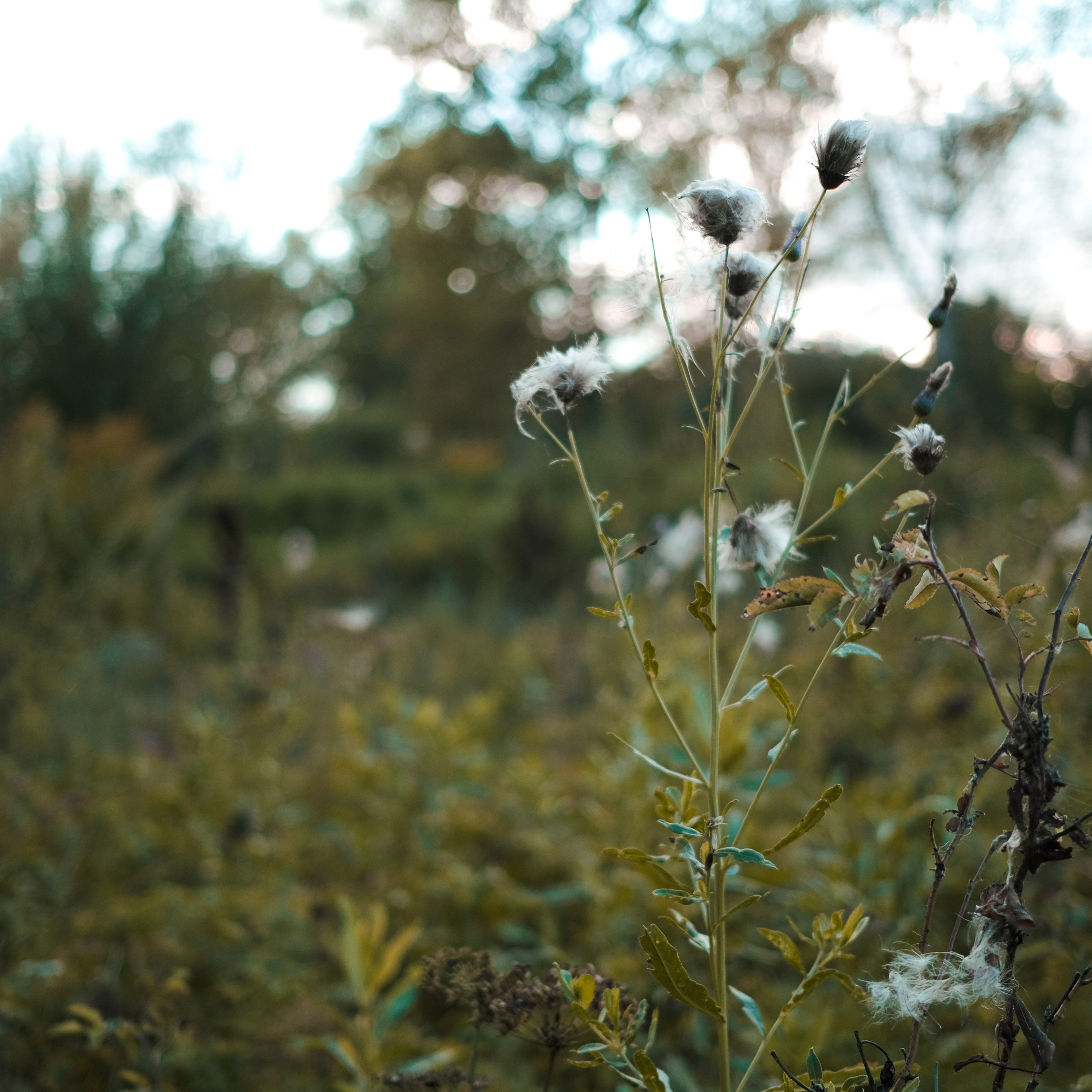 Эко-фестиваль АртЛуга 2022. LIYALEE PHOTO