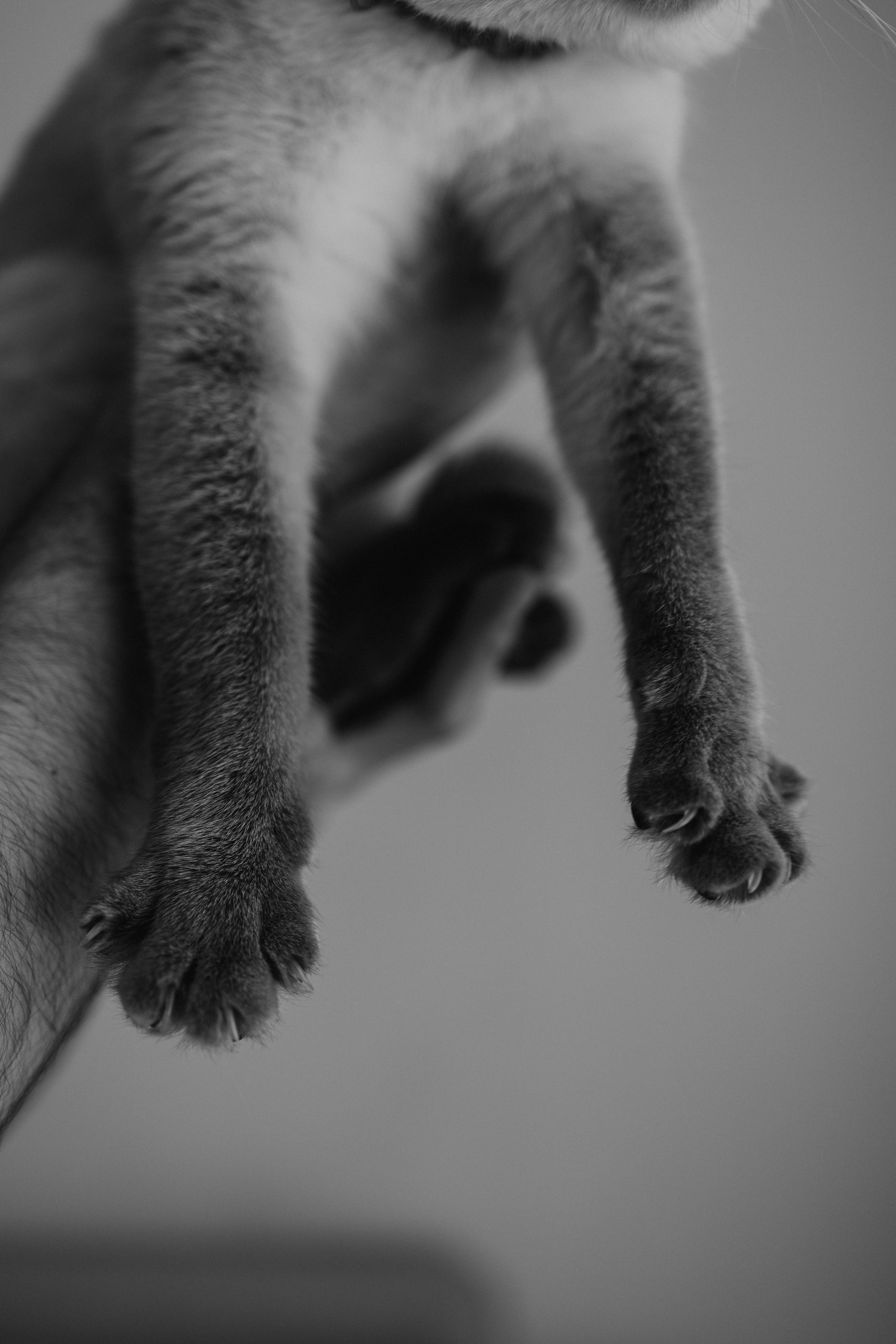 Бэлла, Деми и Луна. Фотораф — анималист Мария Шистка