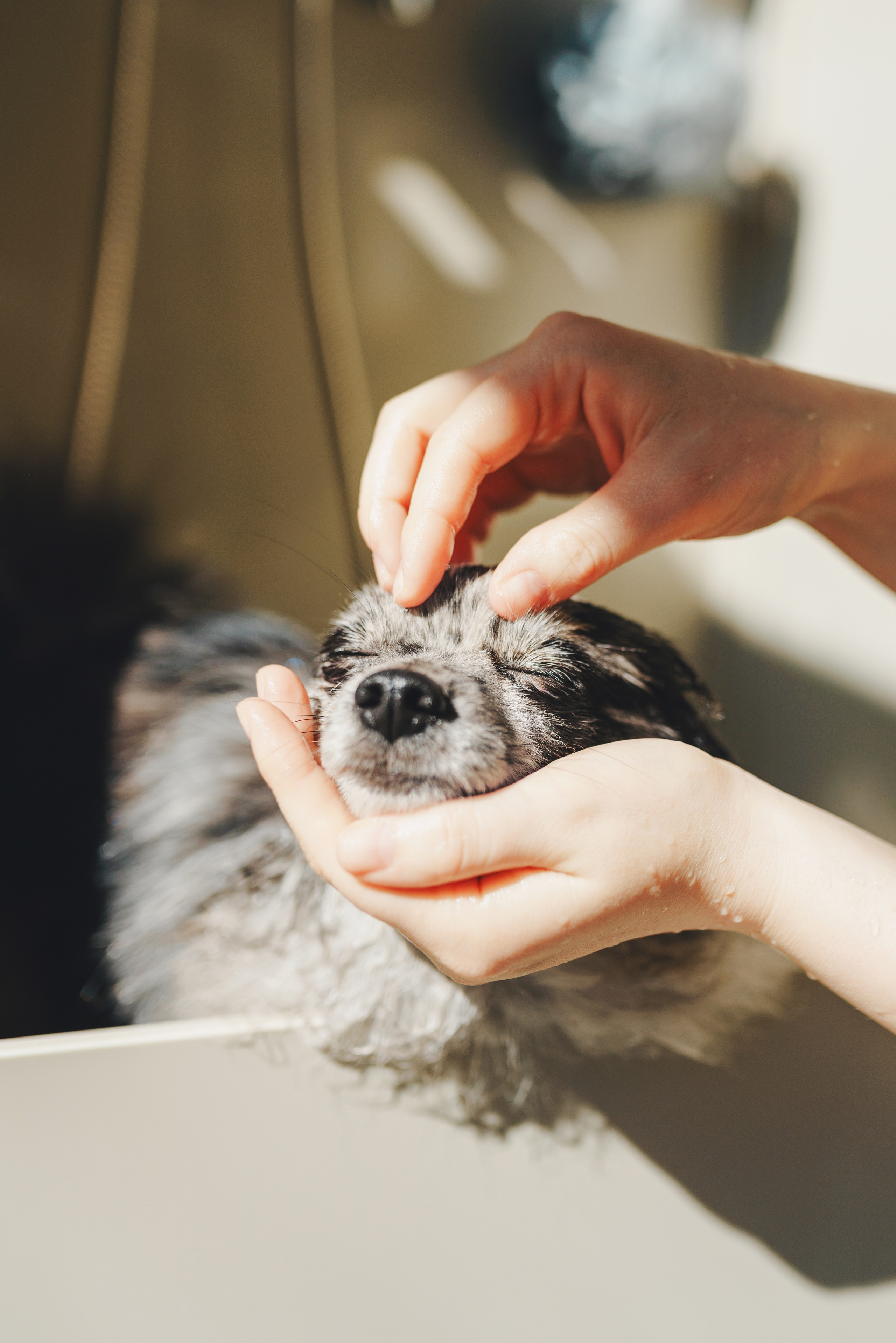 Груминг-салон. Фотограф анималист Осипчикова Мария